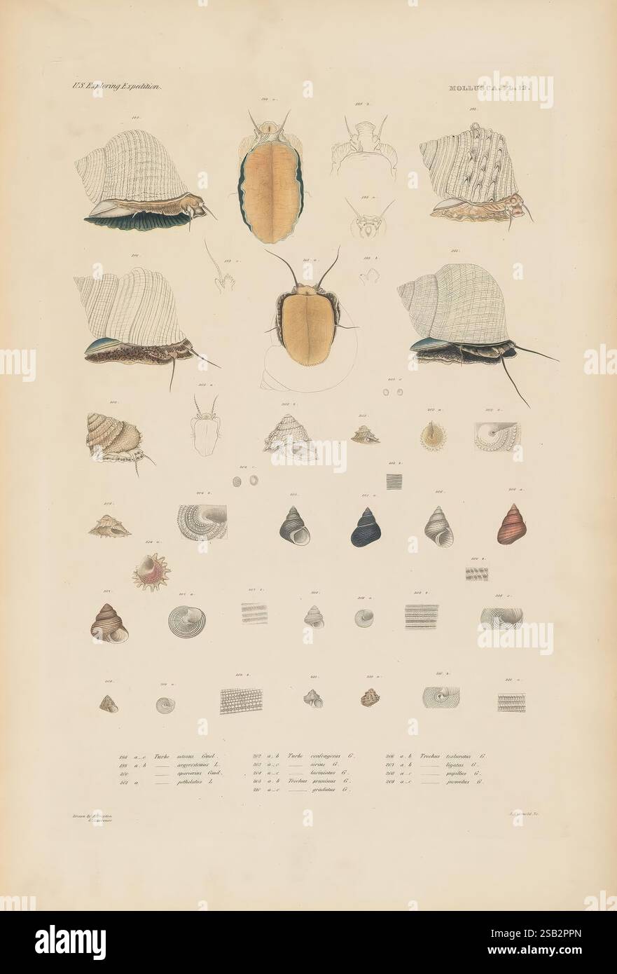 Affiche sur les coquillages marins, d'après une gravure ancienne de