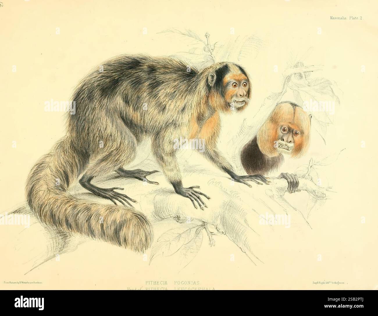 The Zoology of the voyage of H.M.S. Sulphur v.1:pt.1 (1844) London, Smith, Elder, 1844 [i.e. 1843-1846]. Animaux, Amérique, singe, Saki, Océanie, Pithecia pithecia, navire de soufre, Pithecia pogonias, l'illustration montre deux singes, mis en évidence dans des détails complexes. Un singe est représenté accroché à une branche, affichant un riche mélange de textures de fourrure, caractérisé par des nuances de brun et une pointe d'orange sur son visage. Ses yeux expressifs et sa bouche ouverte suggèrent curiosité ou surprise. Au-dessus, un singe plus petit s'accroche à la même branche, présentant un visage arrondi avec des traits prononcés, Banque D'Images