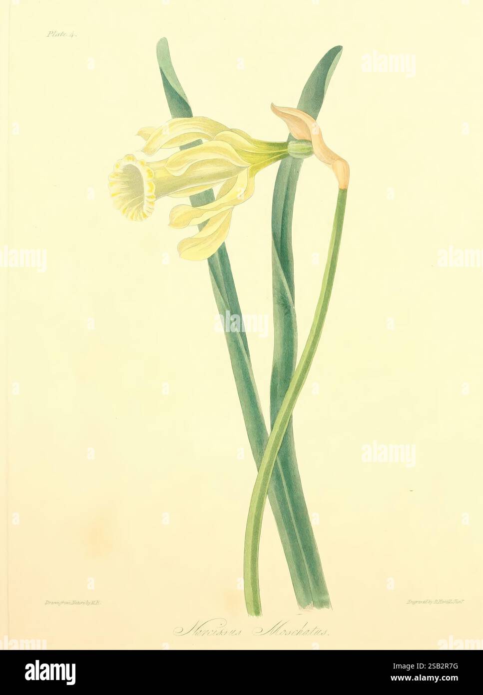 Illustrations florales des saisons Londres, Robert Havell, 1831 [i.e. 1829], fleurs, œuvres picturales, The New York Botanical Garden, Margaret Roscoe, Narcissus moschatus, Narcissus pseudonarcissus, Margaret Roscoe, Margaret la Ceroscoe, MRS Edward Roscoe, 9 ans, Women in Science, Une représentation magnifiquement illustrée d’une jonquille, mettant en valeur son élégante fleur en forme de trompette qui s’ouvre largement, révélant une texture délicate. Les pétales sont représentés en jaune pâle doux, élégamment courbés vers l'intérieur, tandis que la couronne centrale présente une teinte plus profonde. Les tiges vertes élancées arquent gracieusement, fournissant une str Banque D'Images