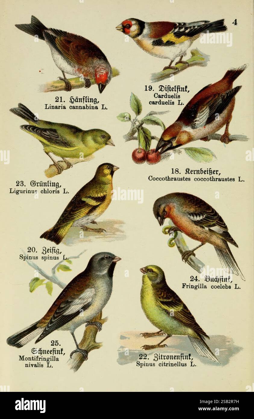 Schreibers kleiner Atlas der einheimischen Vögel Esslinger, J.F. Schreiber [s.d.], oiseaux, œuvres picturales, Coccothraustes coccothraustes, Hawfinch, Carduelis carduelis, orfèvrerie européenne, Spinus spinus, siskin eurasien, Linaria cannabina, linnet eurasien, Chloris chloris, greenfinch européen, Fringilla coelebs, Chaffinch, Montifringilla nivalis, mannequin à ailes blanches, Carduelis citrinella, mannequin aux citrons, une collection d'oiseaux illustrés disposés en grille, présentant diverses espèces identifiées par leurs noms et classifications scientifiques. Chaque oiseau est représenté dans un détail et une couleur Banque D'Images
