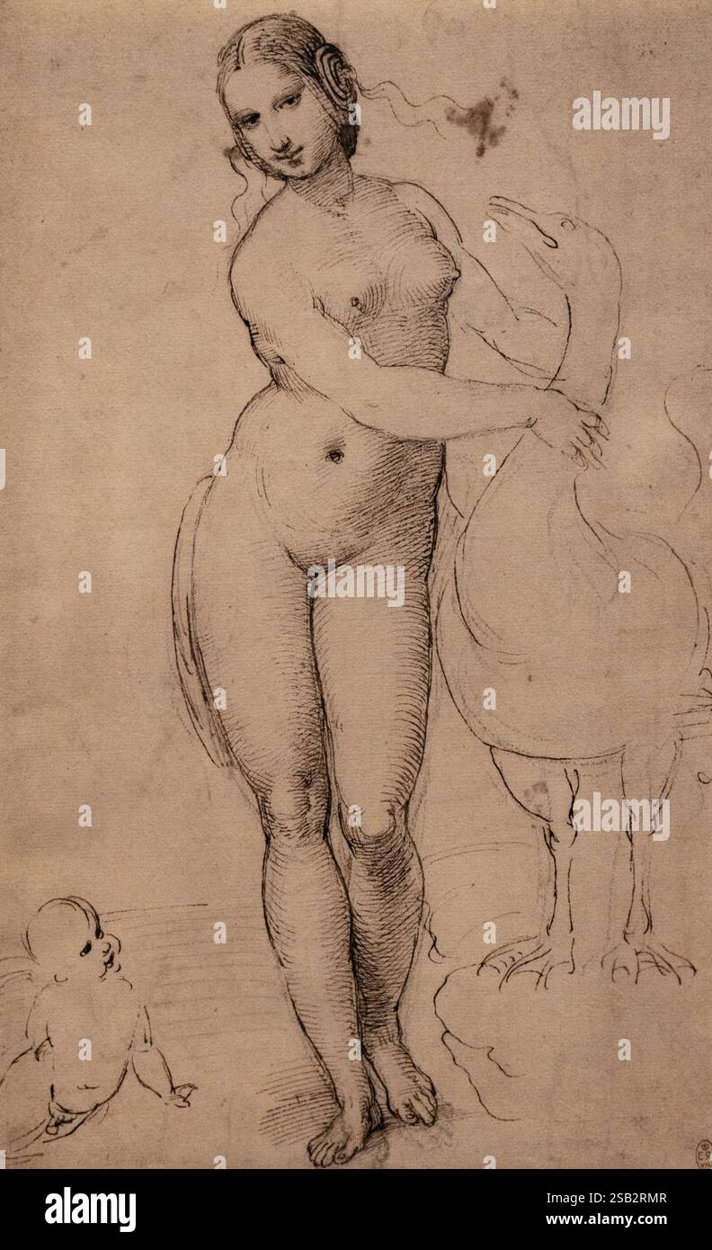 Raffaello Sanzio da Urbino ; Rafael dessin (d'après da Vinci) ; Rafael, 'Leda et le Cygne', 1505 ; art de la renaissance italienne du XVIe siècle, années 1500 Banque D'Images