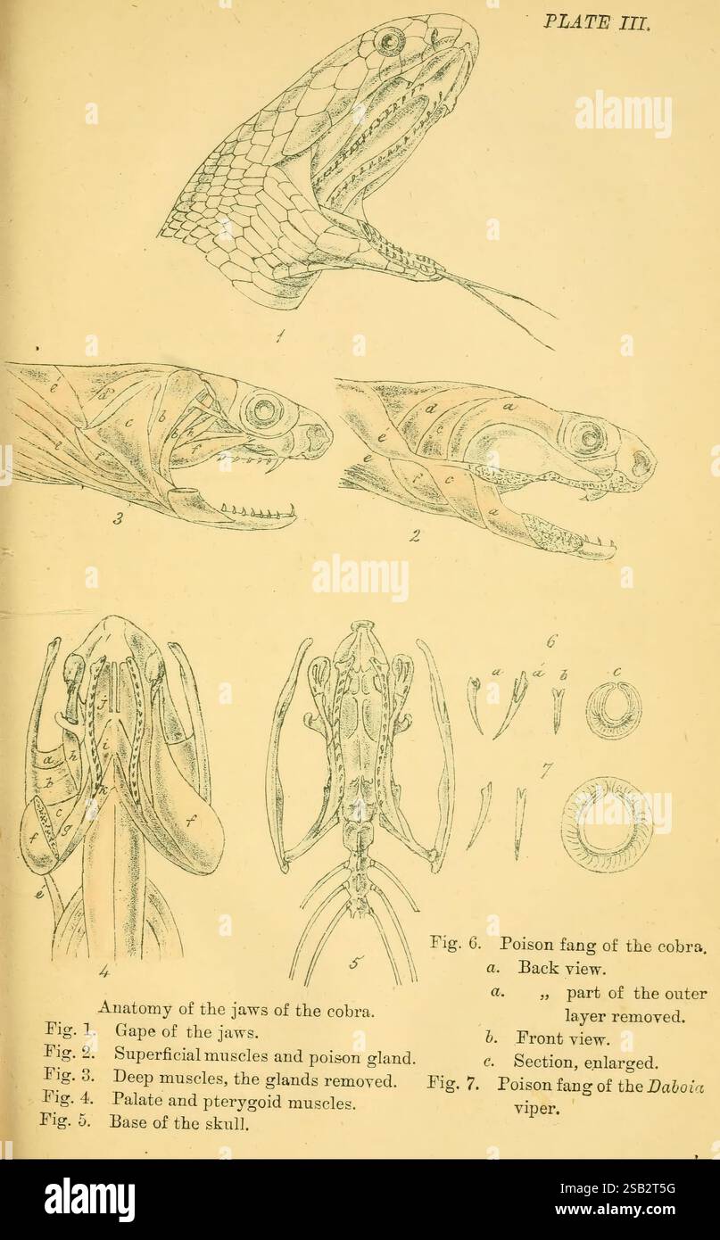 Serpents indiens, Madras, Higginbotham, 1874, Chine, Inde, serpents, Asie du Sud, taxonomie : suborde R= Serpentes, Journée mondiale du serpent, l'illustration présente une étude détaillée de l'anatomie d'un cobra, mettant en évidence les caractéristiques essentielles pour comprendre sa structure et sa fonction. La première partie présente l’anatomie des mâchoires, offrant une vision claire de la gouttière et des composants structurels associés aux muscles de la mâchoire. Les sections suivantes se concentrent sur les muscles superficiels et les glandes empoisonnées, illustrant la musculature complexe et le positionnement des glandes. Le bas de l'illustration f Banque D'Images