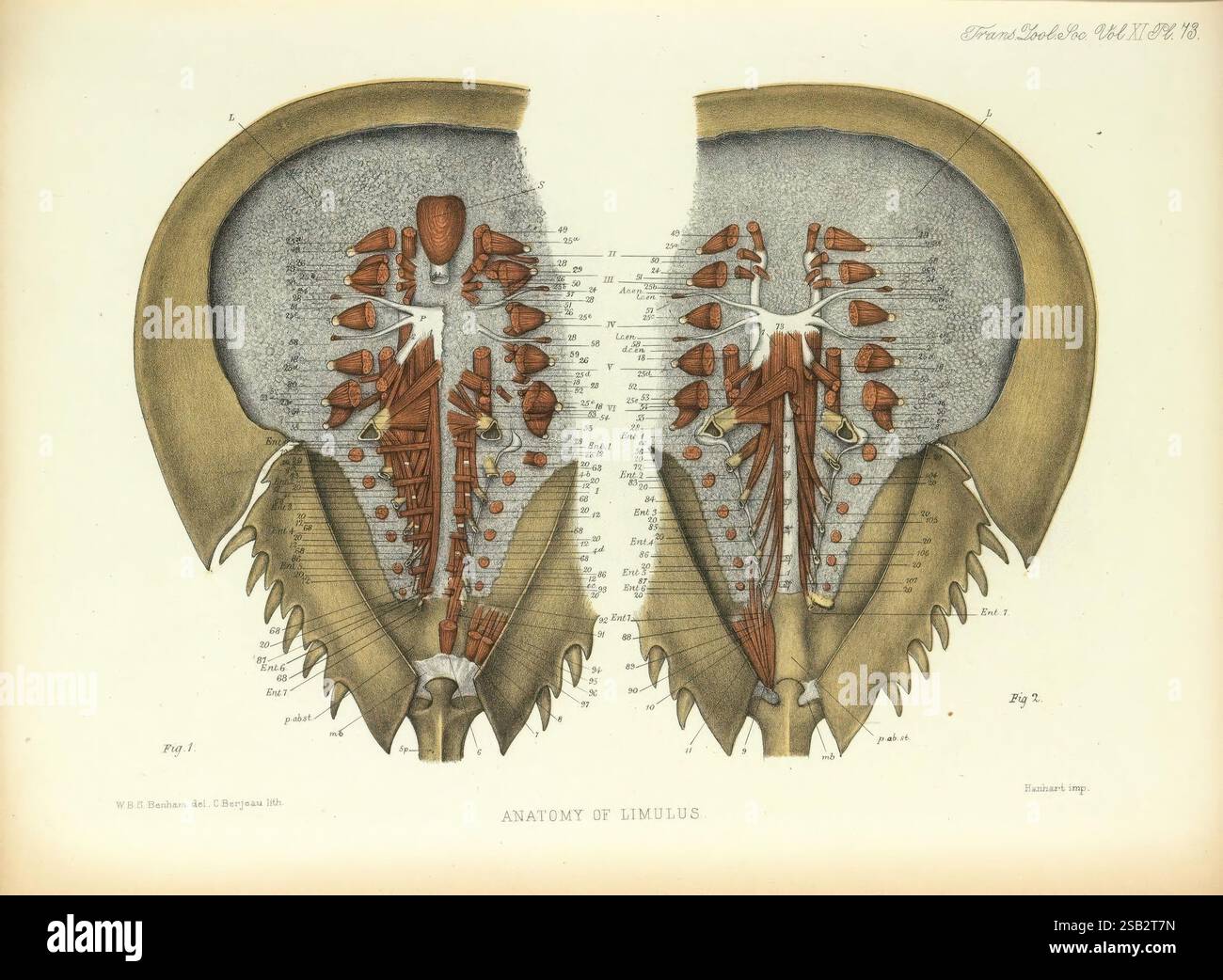 Sur les systèmes musculaires et endosquelettiques de Limulus et Scorpion, n.p. [1883?], scorpions, l'illustration montre un schéma anatomique détaillé d'un crustacé, mettant spécifiquement en évidence la structure interne de la créature. La vue est divisée pour révéler à la fois les aspects dorsaux et ventraux, avec divers organes et systèmes méticuleusement étiquetés. La coloration souligne les différentes caractéristiques anatomiques, y compris la coquille, les branchies et les organes internes, fournissant un aperçu de la structure biologique et de la fonction de l'organisme. Les annotations textuelles accompagnent les éléments visuels, contribuant ainsi à Banque D'Images