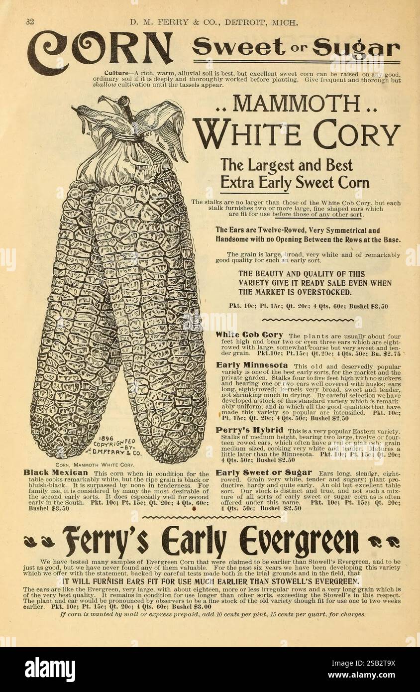 Semence, annuelle, Detroit, Mich, D.M. Ferry & Co, 1921, fleurs, légumes, maïs, jardinage, Michigan, Detroit, graines, pépinière, équipement et fournitures, D.M. Ferry Co, industrie et commerce des semences, histoires de jardin, en fleurs, une publicité de D.M. Ferry & Co. promouvant divers types de graines de maïs sucré. La mise en page met en évidence 'Mammoth White Cory' comme le plus grand et le meilleur maïs sucré extra précoce, soulignant ses attributs de taille, de symétrie et d'excellente qualité. L'annonce détaille les périodes de récolte, les prix et les types de maïs sucré disponibles, y compris 'White Mini-Cory', 'Early Minnesota' et 'B. Banque D'Images