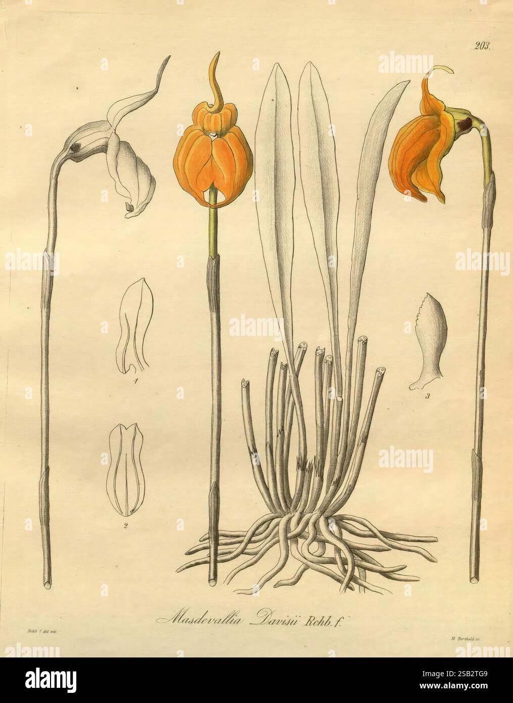 Xenia orchidacea. Leipzig, F.A. Brockhaus, 1858-1900., l'illustration présente l'exquise Masdevallia Darwiniana, une espèce d'orchidée unique. Au centre de la composition se trouve une fleur orangée frappante avec une forme distinctive, flanquée de feuilles vertes allongées et minces qui s'étendent bien en évidence à partir de la base. À gauche, un profil latéral de la fleur présente ses détails complexes, tandis que deux contours supplémentaires représentent des variations de formes florales. Les racines, élégamment dessinées avec des lignes fines, ancrent la plante, soulignant son élégance naturelle. Cette étude botanique met l'accent sur le fe délicat de l'orchidée Banque D'Images