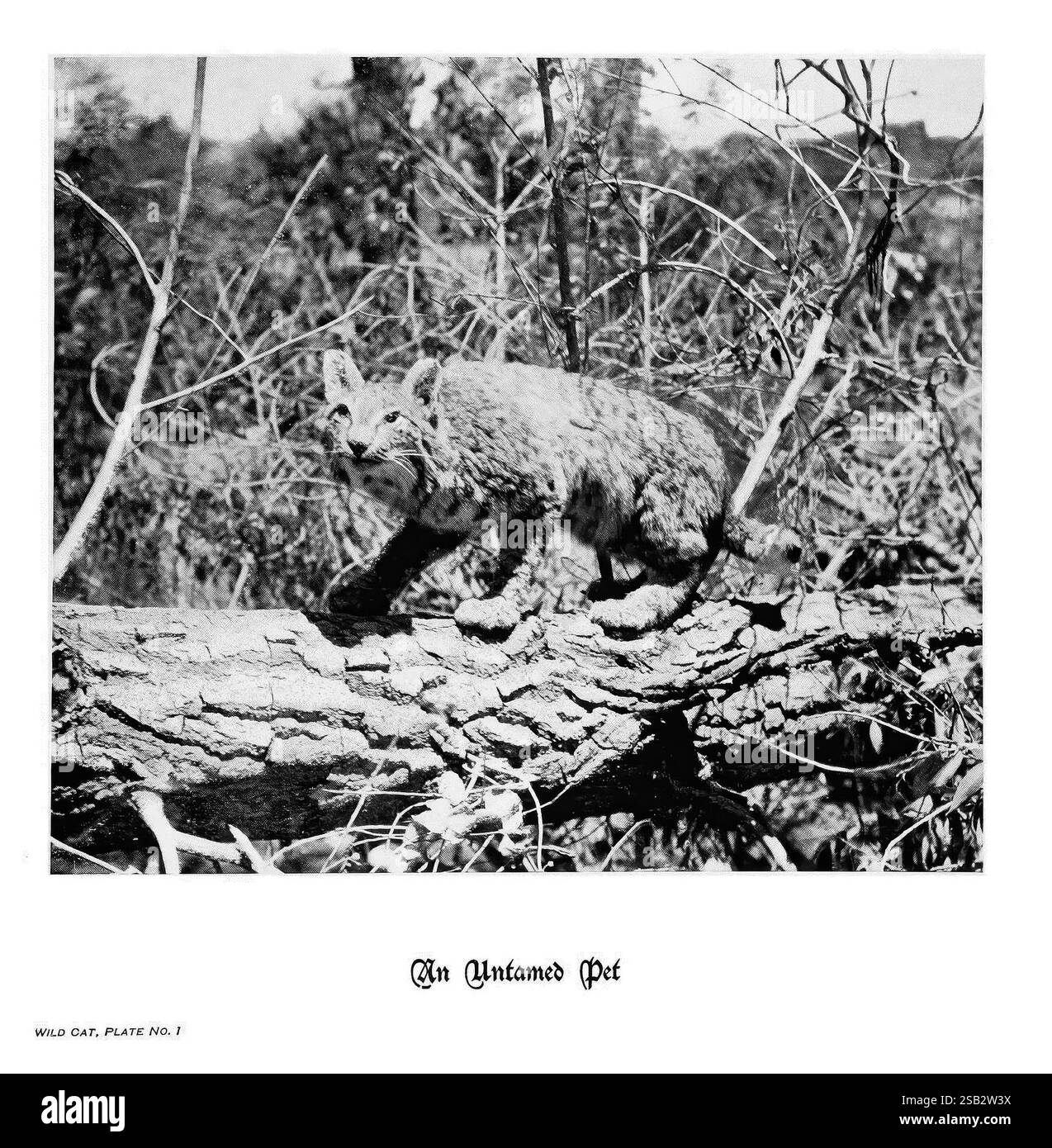 Sabots, griffes et bois des montagnes Rocheuses, à côté de la caméra. Denver, C. F. S. Thayer, 1894. Animaux, œuvres picturales, Un lynx est capturé à mi-foulée sur une bûche tombée, mettant en valeur sa grâce agile et son comportement sauvage. Autour de la scène, une végétation clairsemée fait allusion à un habitat naturel, tandis que les caractéristiques distinctives du lynx, telles que ses oreilles touffetées et sa fourrure tachetée, sont mises en évidence dans le contexte. La composition globale souligne la beauté de cette créature sauvage dans son élément, incarnant l'essence de la nature sauvage. La légende ci-dessous indique « un animal sauvage », suggérant une connexion Banque D'Images