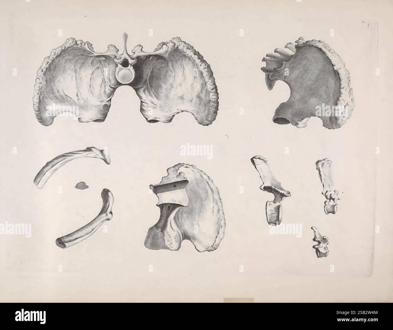 Die vergleichende Osteologie, Bonn, in Commission BEI Eduard Weber, 1821-1838 anatomie, comparatif, squelette, Christian Heinrich Pander, Eduard D'Alton, Bradypus giganteus, Megatherium, paresseux géant, Amérique du Sud, herbivore terrestre, Miocène, Pliocène, quaternaire, fossiles, éteint, Bones, l'illustration présente une étude anatomique détaillée de la cavité thoracique humaine. Il présente des représentations des poumons, mettant en évidence leur structure et leurs contours. La section supérieure révèle les deux poumons avec un accent sur leurs lobes et bronches, tandis que la section inférieure présente divers squelettes Banque D'Images