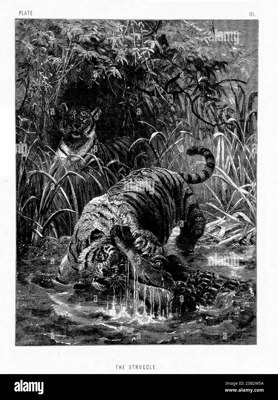 La vie et les habitudes des animaux sauvages, Londres, A. Macmillan, 1874, oiseaux, comportement comportement animal, Une représentation puissante de l'interaction féroce de la nature, mettant en vedette un tigre engagé dans une lutte dramatique avec un alligator dans un cadre luxuriant et envahi par la végétation. Le tigre, avec son regard intense et son physique musclé, est partiellement immergé dans l’eau alors qu’il saisit l’alligator avec ses redoutables mâchoires. En arrière-plan, un autre tigre observe la scène, ajoutant à la tension du moment. Le feuillage environnant, dense et texturé, rehausse l’ambiance sauvage, mettant en valeur la puissance brute et l’instinct de survie Banque D'Images