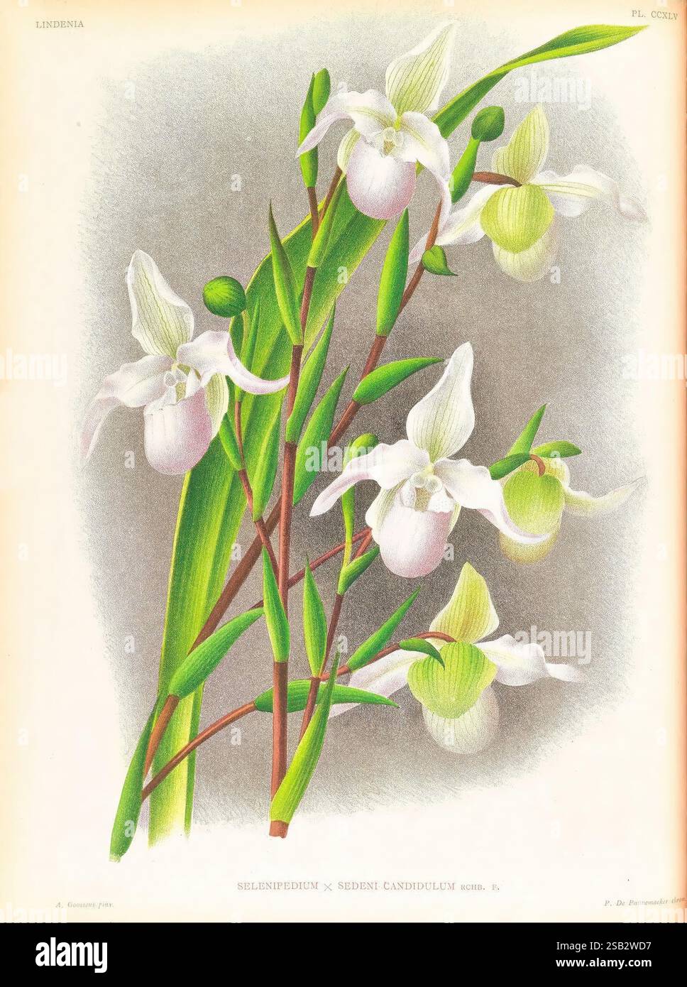 Lindenia, Gand [Belgique], Impr. F. Meyer-van Loo, 1885-1906, classification, guides, nomenclature, nomenclature populaire, Orchidaceae, orchidées, œuvres picturales, terminologie., Une représentation délicate de l'orchidée Selenipedium x Sedenii Candidulum, mettant en valeur ses pétales élégants et allongés et ses sépales verts saisissants. La composition présente des fleurs vibrantes nichées parmi de minces tiges vertes, mises en évidence sur un fond légèrement ombré qui améliore les détails complexes de la structure florale. Chaque fleur est représentée avec une attention méticuleuse, affichant des variations subtiles Banque D'Images