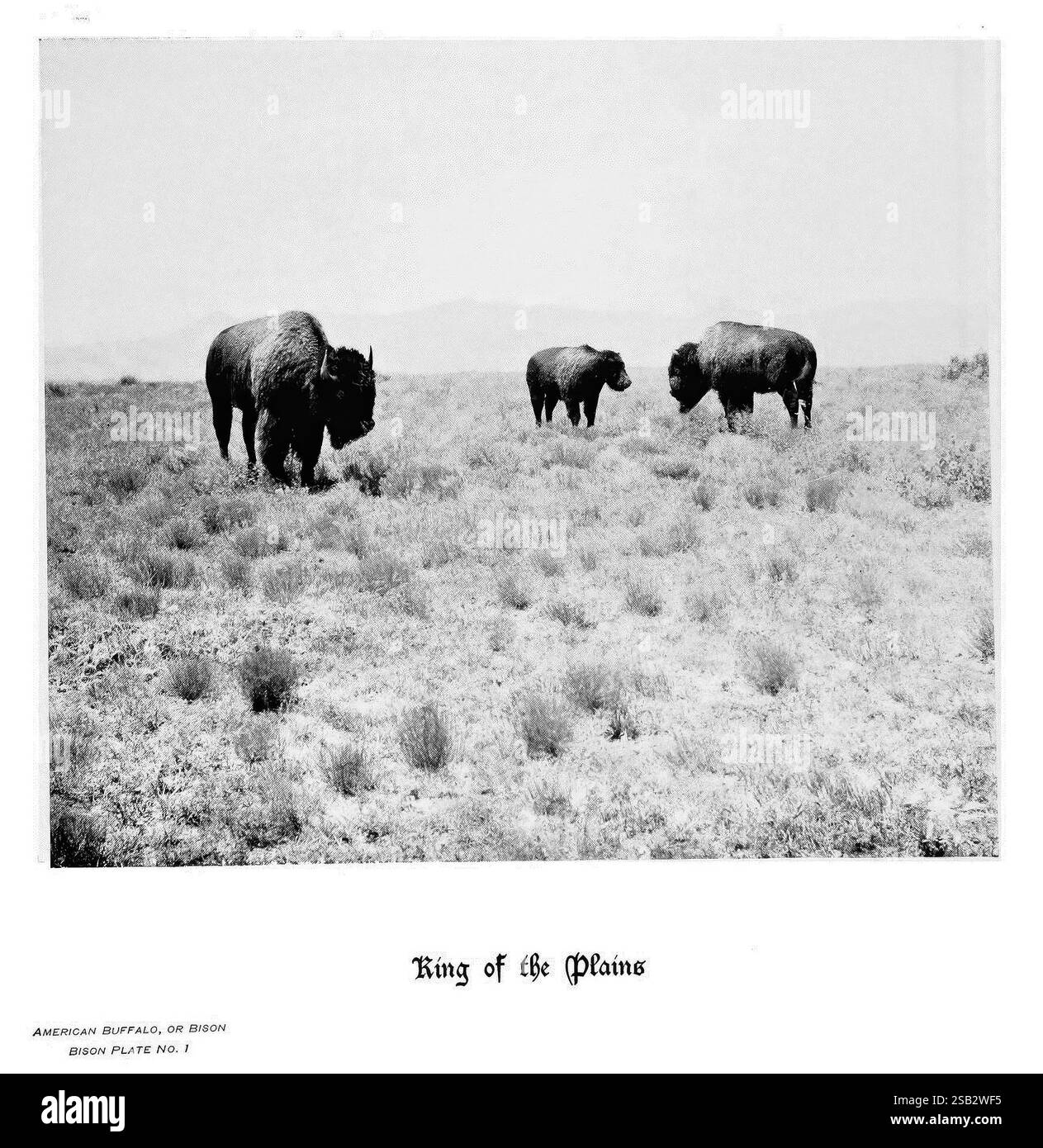 Sabots, griffes, bois, montagnes Rocheuses, appareil photo, Denver, Co, F.S. Thayer, 1894, animaux, les œuvres picturales, Un trio de bisons américains, souvent appelé le « roi des plaines », paissent paisiblement dans un vaste paysage ouvert caractérisé par une végétation clairsemée et de douces collines ondulantes. Les animaux majestueux mettent en valeur leurs formes emblématiques et robustes et leurs manteaux déchiquetés distinctifs lorsqu'ils se déplacent à travers le terrain herbeux, un témoignage du patrimoine sauvage des plaines d'Amérique du Nord. La scène sereine évoque un sentiment de tranquillité naturelle, soulignant la résilience et la grandeur de ces puissantes créatures dans le Banque D'Images