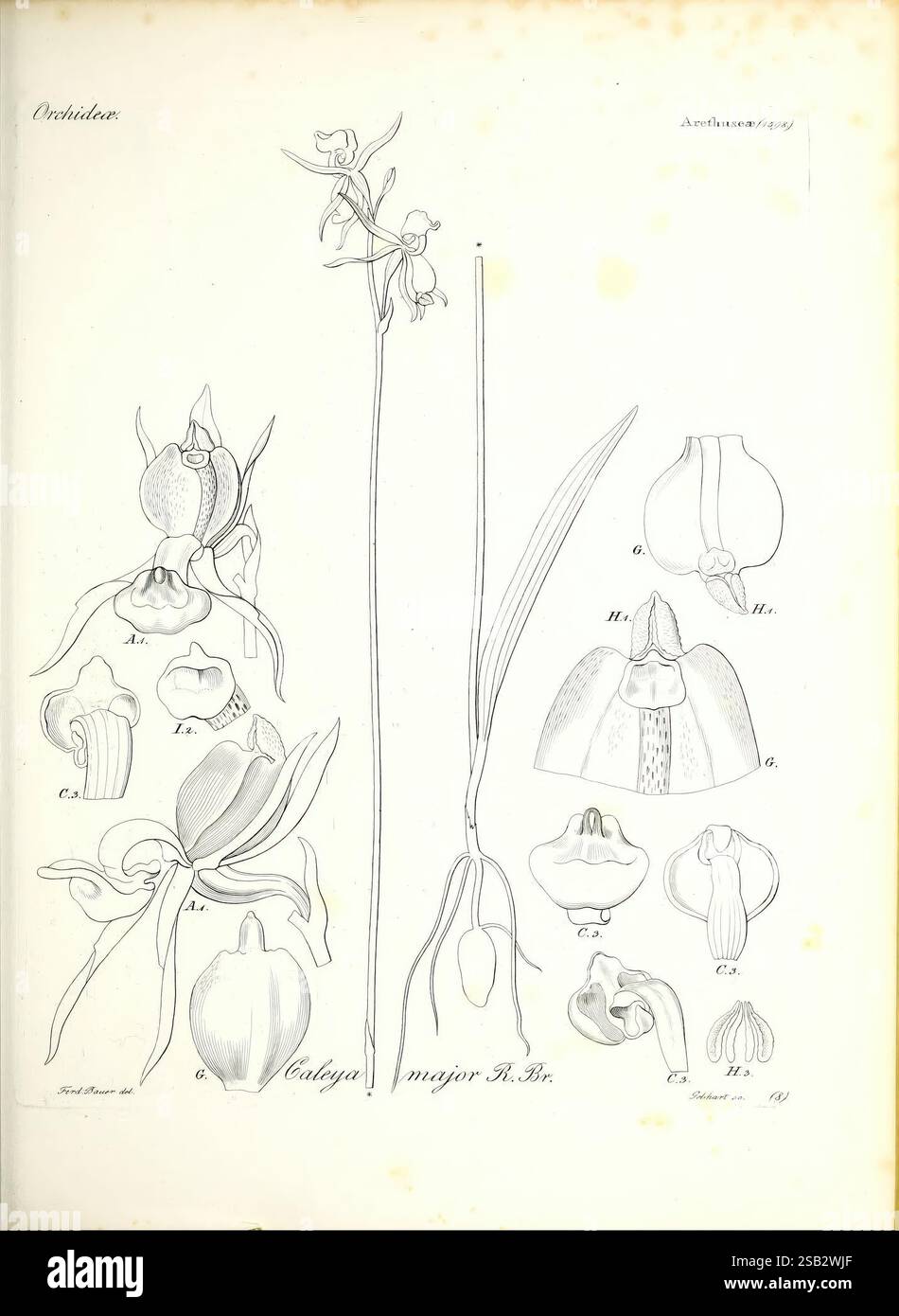 Iconographia generum plantarum, Vindobonae, F. Beck, 1838, botanique, œuvres picturales, Caleana Major Caleya Major, illustration botanique présentant diverses espèces d'orchidées, en particulier du genre Calypso. La composition présente de multiples diagrammes détaillés de différentes fleurs d'orchidées et de leurs structures, mettant en évidence les formes et les caractéristiques uniques de chaque type. La figure centrale est une tige haute et élégante avec une fleur proéminente en haut, entourée de petites illustrations qui représentent des fleurs individuelles dans différentes orientations. Chaque dessin est étiqueté avec des lettres correspondant à sp Banque D'Images