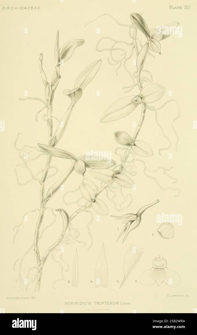 Orchidaceae Boston Houghton Mifflin 1905-22 monocotyledoneae Orchidaceae orchidées Blanche Ames Ames femmes en science, Une illustration botanique mettant en vedette l'espèce d'orchidée Hormidium tripterum, mettant en valeur son feuillage délicat et sa structure florale complexe. Le dessin met en évidence plusieurs étapes de la plante, y compris les détails étiquetés des feuilles, des fleurs et des parties reproductrices, soulignant les caractéristiques uniques de la morphologie de l'orchidée. Les lignes élégantes et le rendu précis capturent l'essence de cette plante exotique, démontrant l'art et l'étude scientifique impliqués dans l'Ar botanique Banque D'Images