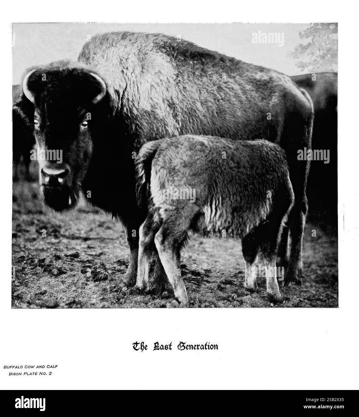 Sabots, griffes et bois des montagnes Rocheuses, à côté de la caméra. Denver, C. F. S. Thayer, 1894. Animaux, œuvres picturales, Une vache bison se tient protectrice à côté de son veau dans un cadre naturel, soulignant le lien entre la mère et la progéniture. La scène capture l'essence de la faune et les instincts nourrissants du bison, mettant en évidence l'importance des soins parentaux dans leur survie. Le texte sous les sujets se lit « la dernière génération », faisant allusion au contexte historique de la conservation des bisons et aux défis auxquels ces magnifiques animaux ont été confrontés. La composition souligne la force et Banque D'Images