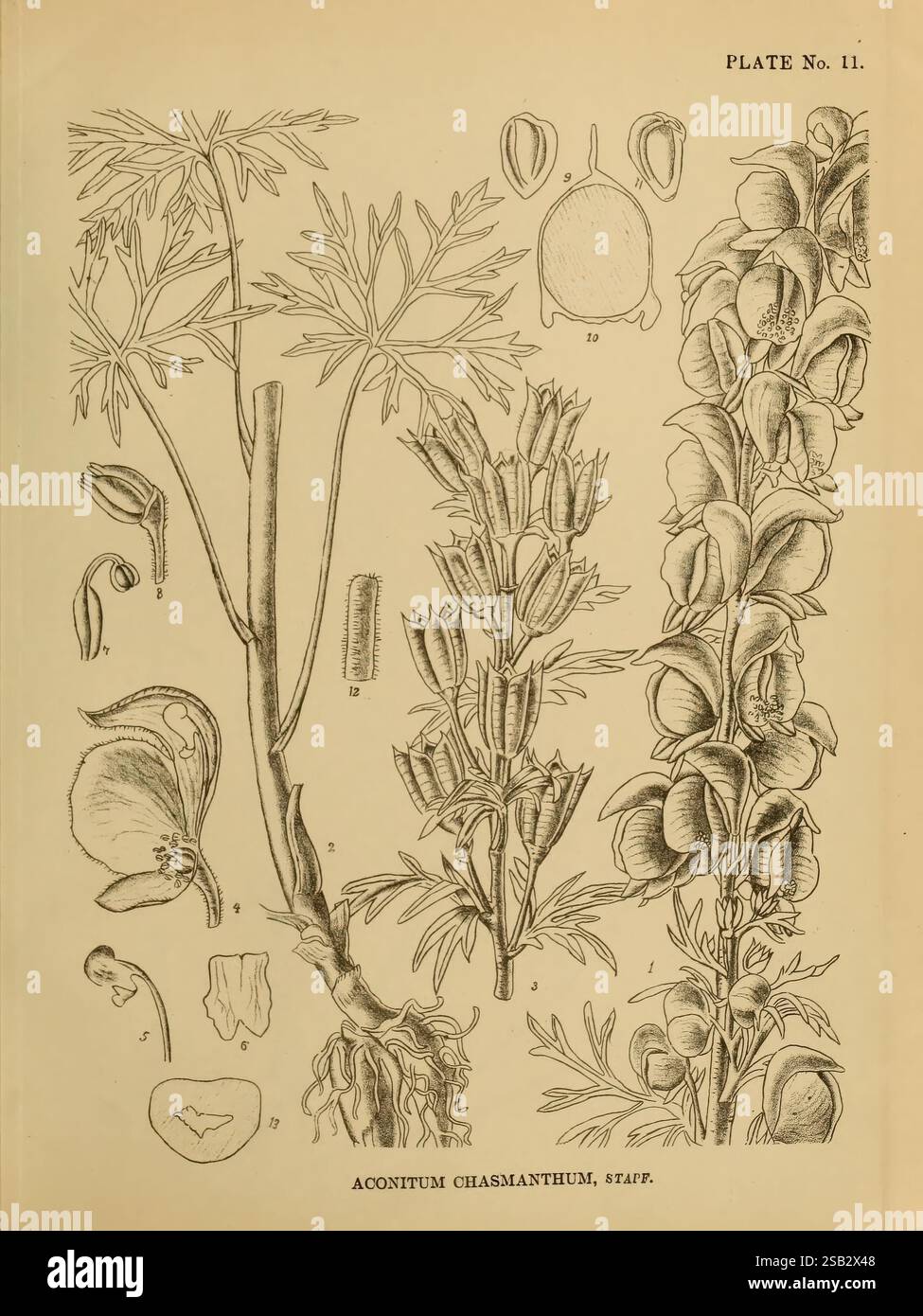 Plantes médicinales indiennes, Bahadurganj, Inde, Sudhindra Nath Basu, bureau de Pâninî, 1918, Inde, botanique, botanique, médical, cette illustration présente une étude botanique détaillée d'Aconitum chasmanthum, communément appelée fleur du bâton. La composition comprend divers éléments de la plante, mettant en valeur la racine, la tige, les feuilles et les fleurs. Chaque partie est méticuleusement étiquetée avec des numéros indiquant des caractéristiques botaniques spécifiques. La représentation met en évidence la forme unique des feuilles et la forme distinctive de la structure fleurie, soulignant les détails complexes des pétales et reproductiv Banque D'Images