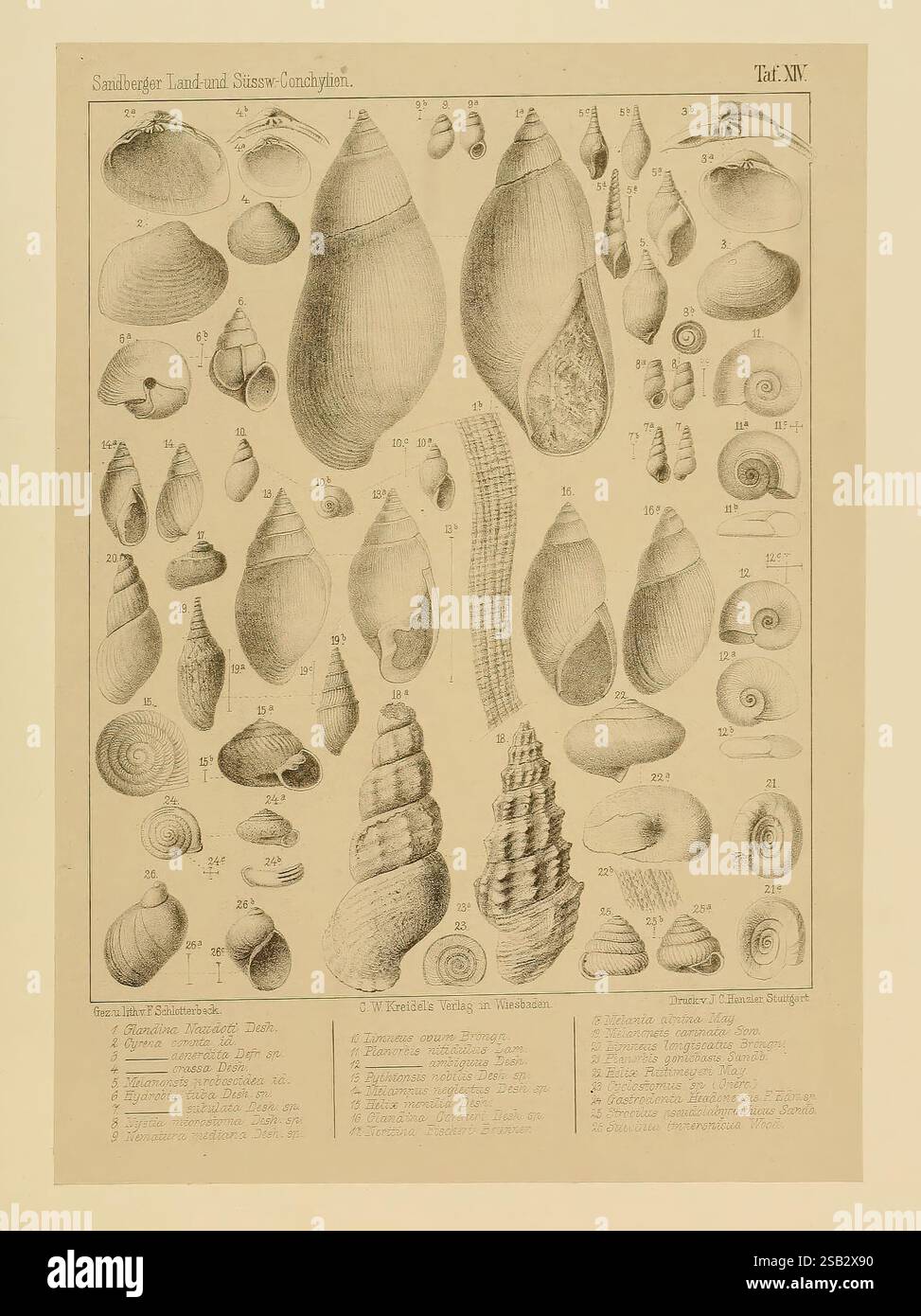 Die, Land- und süsswasser, Conchylien, der Vorwelt, Wiesbaden, C.W. Kreidel, 1875, paléontologie, mollusques, fossile, cette illustration présente une collection de divers coquillages terrestres et marins, méticuleusement organisés et étiquetés pour référence. Les coquilles présentent une gamme de formes et de tailles, mettant en valeur des motifs et des textures complexes. Chaque spécimen est numéroté et décrit, soulignant leurs caractéristiques uniques. Les représentations détaillées servent à la fois à des fins scientifiques et éducatives, permettant aux spectateurs d'apprécier la diversité et la beauté de ces mollusques. En outre, la disposition du Banque D'Images