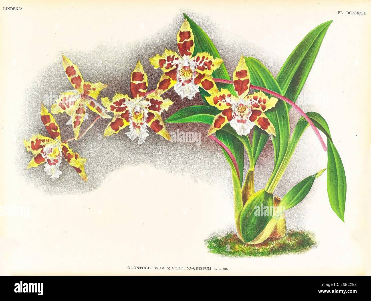 Lindenia, Gand [Belgique], Impr. F. Meyer-van Loo, 1885-1906. Classification, guides, identification, nomenclature, nomenclature populaire, Orchidaceae, orchidées, œuvres picturales, terminologie, Un arrangement magnifiquement illustré de fleurs d'orchidées vibrantes, mettant en valeur leurs motifs complexes et leurs couleurs. Les orchidées affichent un mélange de teintes jaunes et brunes, avec de délicates taches brunes rougeâtres qui ajoutent à leur attrait exotique. Ils sont artistiquement représentés avec des feuilles vertes minces qui complètent l'affichage floral. A la base, une structure végétale suggère l'environnement naturel dans lequel ces orc Banque D'Images
