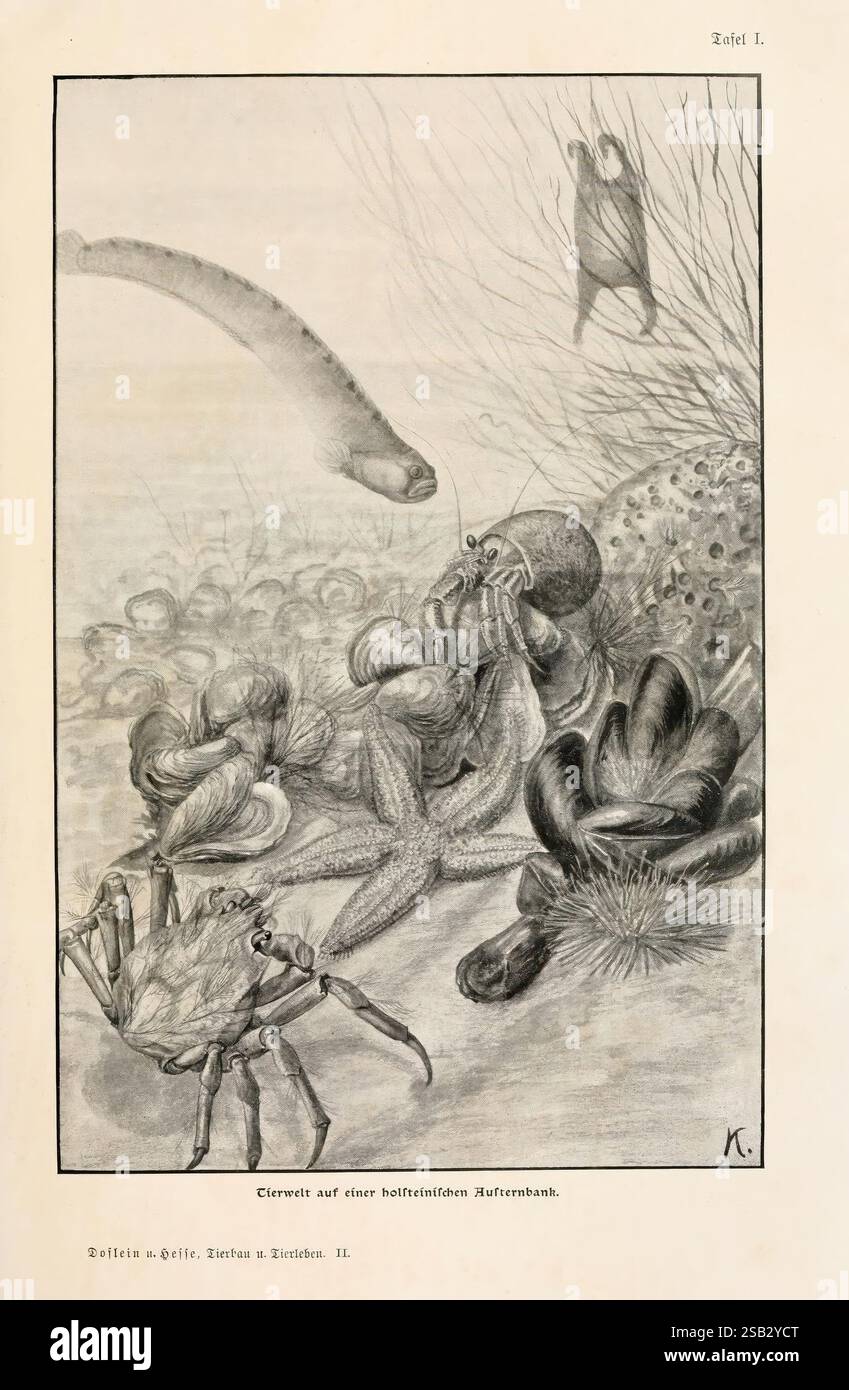 Tierbau und tierleben in ihrem zusammenhang betrachtet. Leipzig, und Berlin B. G. Teubner, 1910-14. Anatomie, comparée, trou dans les bois, morphologie, animaux, physiologie, comparatif., la scène représente un écosystème sous-marin animé par la vie, mettant en valeur une variété de créatures marines engagées dans leurs comportements naturels. Au premier plan, une représentation détaillée d'une pieuvre interagit avec un crabe, les deux présentant les textures complexes de leur corps. Autour d'eux se trouvent divers mollusques et algues, ajoutant à la richesse de l'environnement. En arrière-plan, une série de poissons peut être vue Banque D'Images