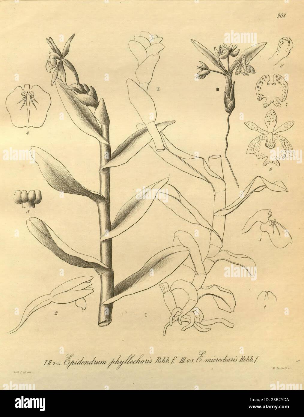 Xenia orchidacea Leipzig F.A. Brockhaus 1858-1900, Une illustration botanique présentant l'espèce végétale Epidendrum phyllanthus, avec des représentations détaillées de ses fleurs et feuilles distinctives. L'œuvre d'art comprend des étiquettes numérotées identifiant diverses parties de la plante, telles que la structure florale et les éléments reproducteurs. Le dessin met en évidence les détails complexes des fleurs, mettant en valeur leurs formes et leurs marques, tandis que la composition globale souligne l'élégance et la complexité de la famille des orchidées à laquelle appartient cette espèce. L'illustration sert à la fois de re éducative Banque D'Images