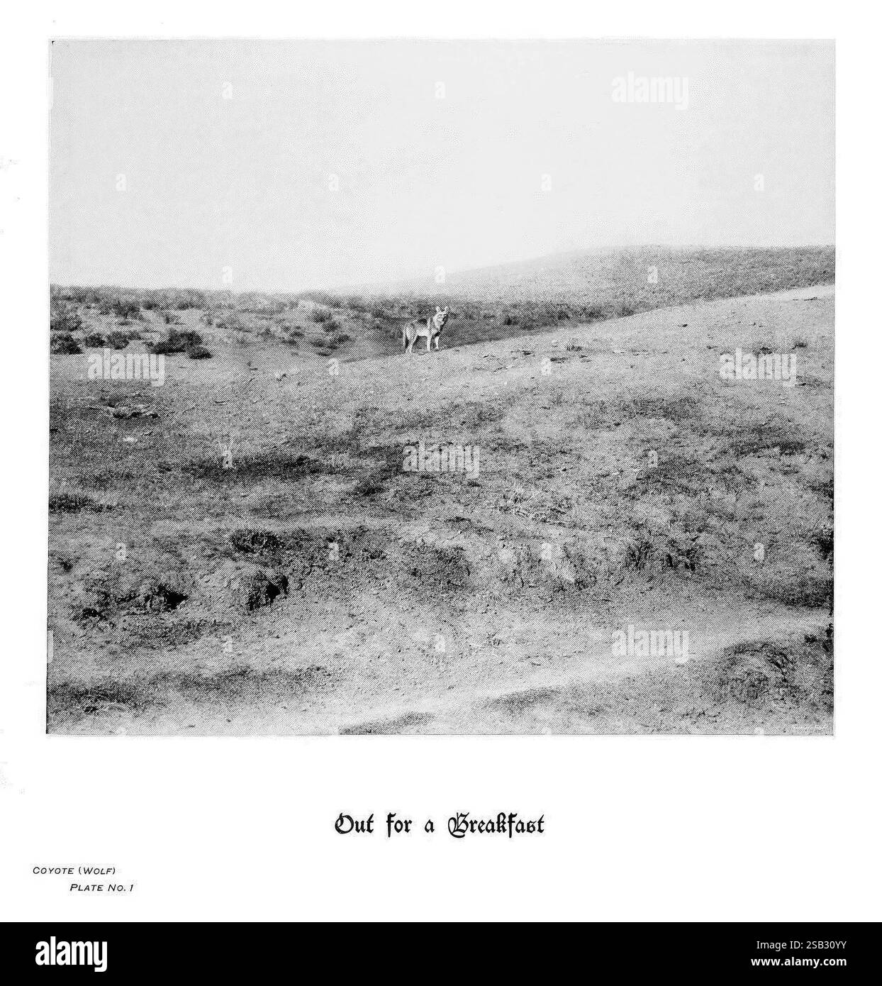 Sabots, griffes et bois des montagnes Rocheuses, à côté de la caméra. Denver, C. F. S. Thayer, 1894. Animaux, œuvres picturales, Un coyote solitaire se tient en alerte dans un paysage clairsemé et accidenté, entouré de collines basses et de parcelles d'herbe sèche. La scène évoque un sentiment de solitude et la nature sauvage de la nature sauvage. Le titre « Out for a Breakfast » suggère que le coyote est conscient de son environnement, car il cherche probablement de la nourriture dans la lumière du petit matin. La composition minimaliste met l’accent sur la présence de l’animal dans son habitat naturel, mettant en évidence à la fois sa grâce et ses instincts de survie dans un vaste Banque D'Images