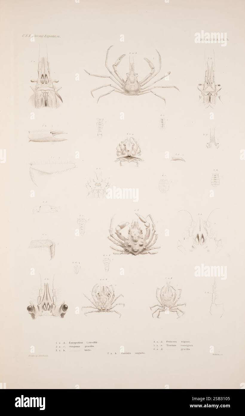 Gravure Ancienne Colorée De Crustacés - Lupée Pélagienne & Crabe Vert, Datée 1861