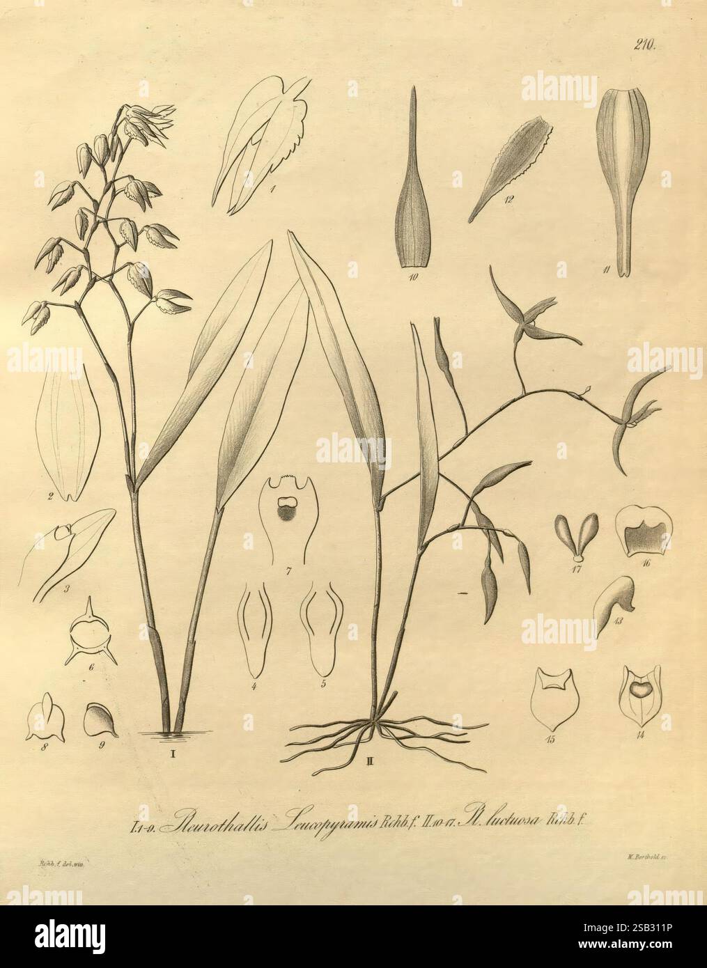 Xenia orchidacea, Leipzig, F.A. Brockhaus, 1858-1900, cette illustration présente une étude botanique détaillée de divers spécimens de plantes. Sur la gauche, un amas de fleurs délicates est montré, avec des pétales et des étamines clairement définis. Adjacentes à cela se trouvent des feuilles allongées et étroites qui présentent une texture lisse. À droite, une autre structure végétale est représentée, présentant un stade de croissance différent, y compris des feuilles plus robustes et divers stades de floraison, ainsi que des dessins détaillés plus petits de parties de fleurs individuelles et de gousses de graines positionnées autour des plantes principales. Chaque élément est méticuleusement la Banque D'Images