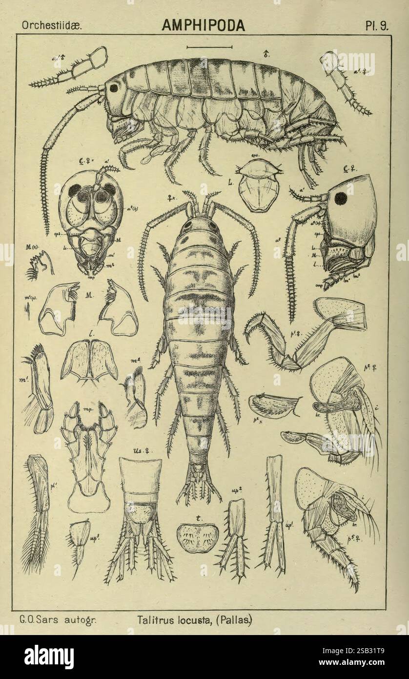 Un récit des crustacés de Norvège Amphipodes plaques Christiania, A ...