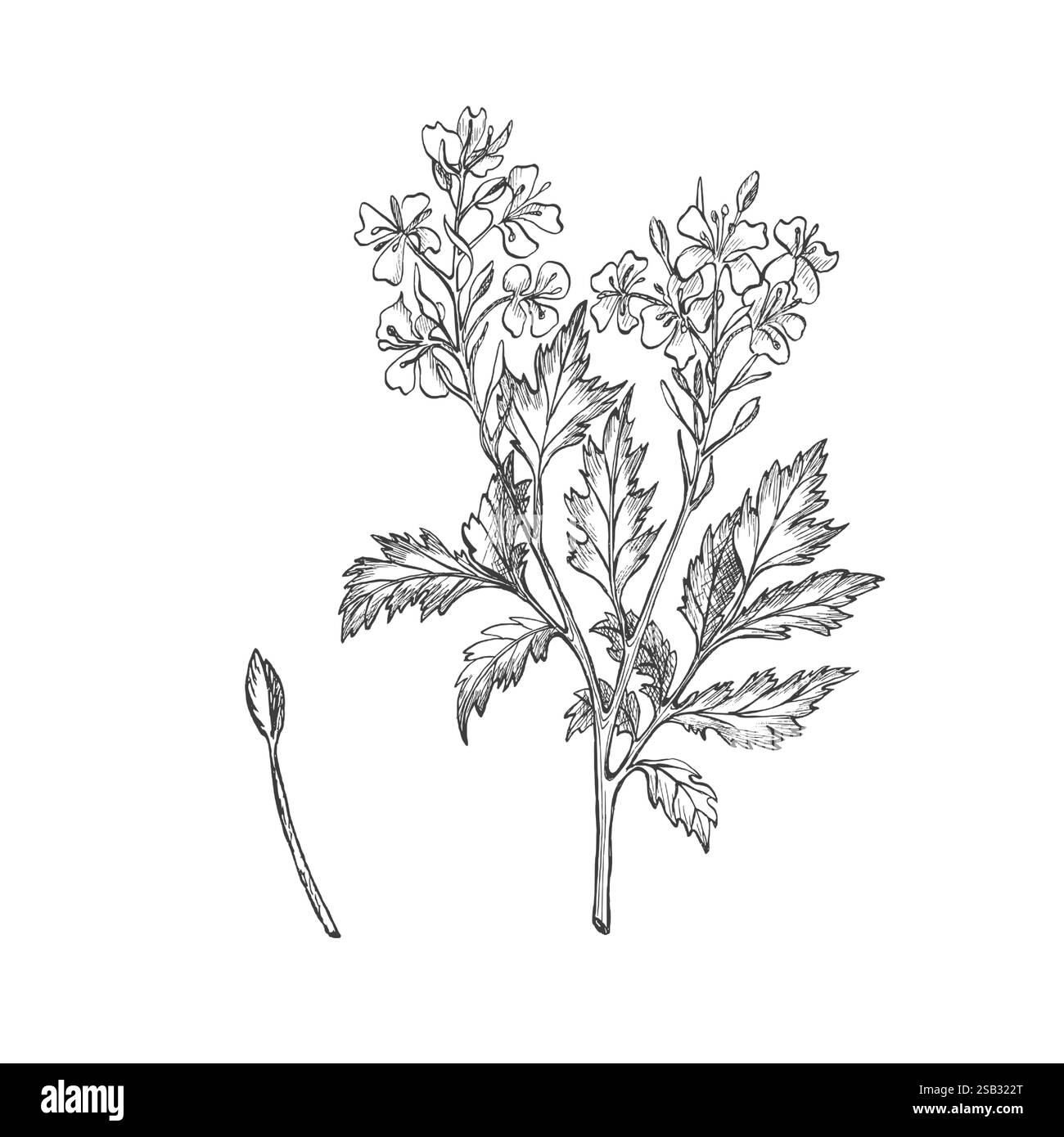 Floraison de la plante de moutarde. Illustration graphique. Vecteur. Illustration d'esquisse à l'encre dessinée à la main. Parfait pour emballer l'assaisonnement, le menu, la conception de livre de cuisine Illustration de Vecteur
