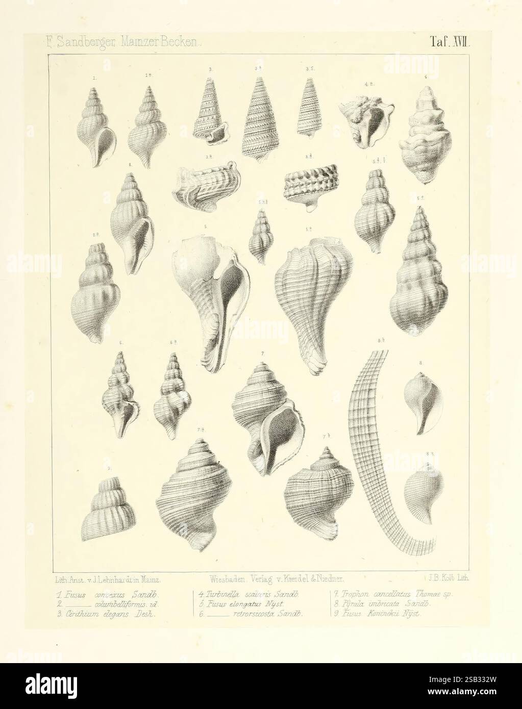 Die, conchylien, des, Mainzer, Tertiärbeckens, Wiesbaden, Kriedel, und, Niedner, 1863 Allemagne, bassin de Mayence, mollusques, fossile, Musée de zoologie comparée, l'illustration présente un éventail de spécimens de coquillages minutieusement détaillés, présentant une variété de formes, de tailles et de textures. Chaque coquille est numérotée et accompagnée de son nom scientifique, reflétant une classification systématique. La collection comprend des conques spiralés, des coquilles de turban allongées et des buccaux délicats, mettant en valeur à la fois la beauté naturelle et la diversité de la vie marine. Le travail de ligne méticuleux attire l'attention sur la patte unique Banque D'Images