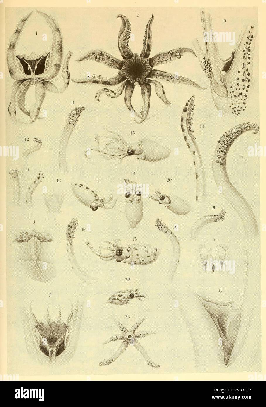 Atlas des céphalopodes, 1975. Cephalopoda, Pterygioteuthis giardi, Pterygioteuthis gemmata, Pyroteuthis margaritifera, taxonomie : famille = Enoploteuthidae, cette illustration présente une collection détaillée de divers céphalopodes et de leurs structures anatomiques. L'image comprend de nombreuses espèces, mettant en valeur leurs caractéristiques distinctives telles que les tentacules, les formes du corps et les adaptations uniques. Les nombres correspondent à chaque spécimen, soulignant la diversité parmi les créatures comme les calmars, les poulpes et les seiches. Les lignes complexes et l'ombrage fournissent de la profondeur et de la texture, soulignant l'intri biologique Banque D'Images