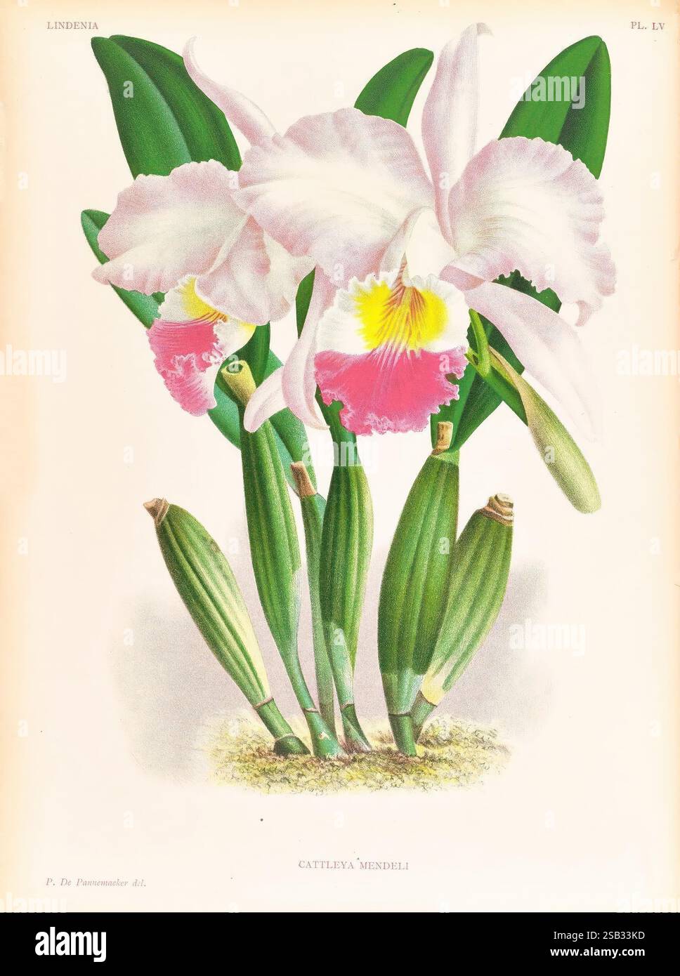 Lindenia, Gand [Belgique], Impr. F. Meyer-van Loo, 1885-1906, classification, guides, nomenclature, nomenclature populaire, Orchidaceae, orchidées, œuvres picturales, terminologie, mettant en vedette l'orchidée exquise Cattleya Mendelli, cette illustration botanique met en valeur les fleurs frappantes de la plante. Les fleurs affichent de délicats pétales roses avec des accents jaunes et rouges vibrants en leur centre, sur un feuillage vert luxuriant. Les feuilles allongées, caractérisées par leur texture lisse, encadrent gracieusement les fleurs, améliorant l'élégance globale de la composition. Capture de cette illustration Banque D'Images