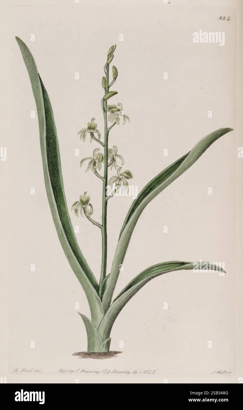 The Botanical Register London imprimé pour James Ridgway 1815-1828 1815 XIXe siècle botanique gravures sur cuivre Angleterre médias graphiques Grande-Bretagne Icones colorés à la main périodiques œuvres picturales introduction des plantes ornementales 36, Une représentation botanique magnifiquement illustrée d'une plante d'orchidée mince. Le dessin présente des feuilles allongées et vertes éclatantes qui arquent gracieusement à partir de la base, soutenant une tige verticale ornée de fleurs délicates. Chaque fleur affiche des teintes subtiles et des détails complexes, soulignant l'élégance de cette espèce. La composition met en évidence les courbes organiques Banque D'Images
