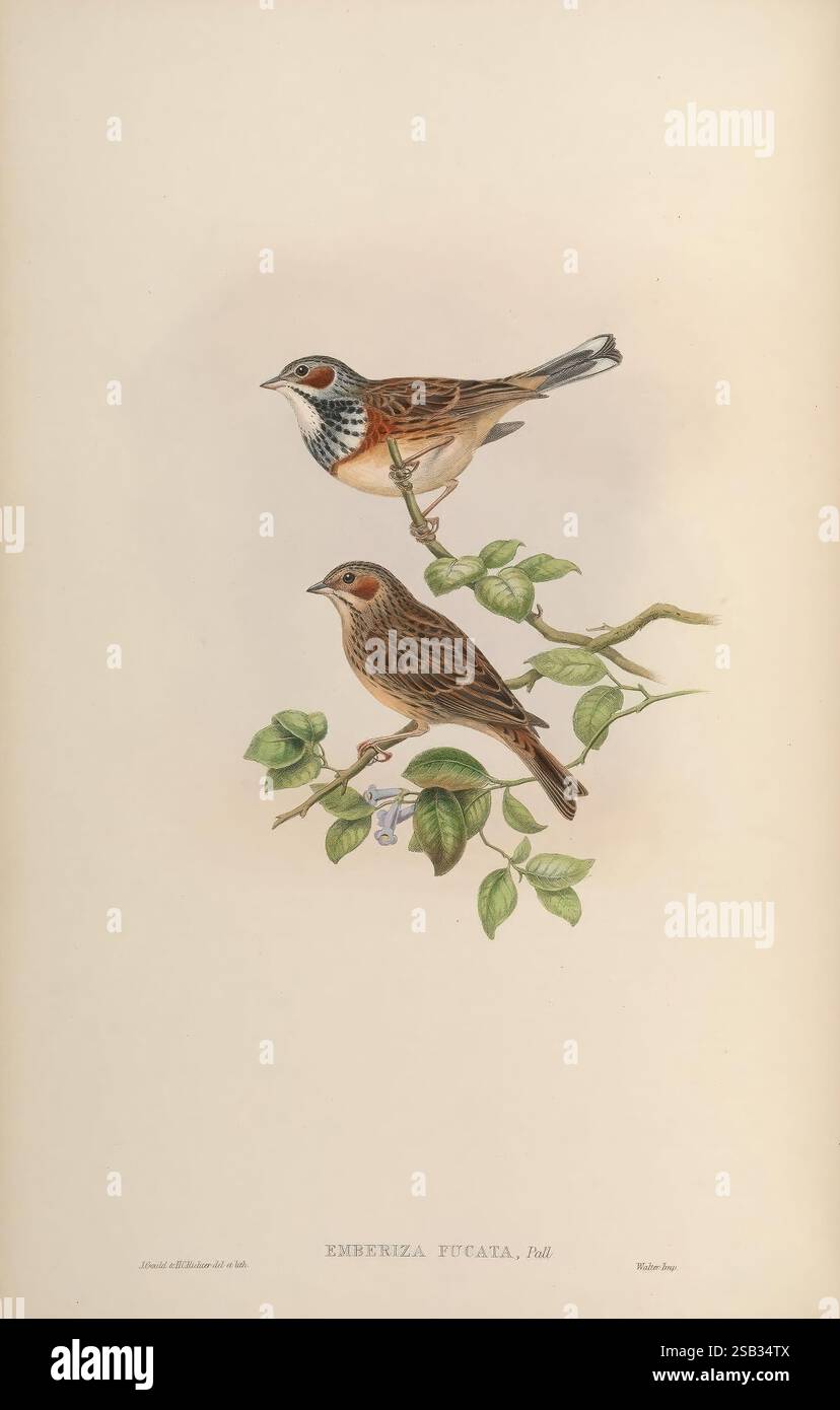 Oiseaux, Asie, John Gould, Londres, 1850-1883, Asie, oiseaux, œuvres picturales, cette illustration présente deux oiseaux du genre Emberiza, plus précisément Emberiza fucata, communément appelé la guirlande japonaise. L'oiseau supérieur est représenté perché sur une branche élancée ornée de feuilles vertes, mettant en valeur son plumage distinct avec un mélange de riches accents bruns et blancs, ainsi que des marques frappantes sur le visage. L'oiseau inférieur est positionné légèrement plus bas sur la même branche, représenté dans une position similaire, offrant une vue de ses plumes plus texturées et de sa coloration subtile, soulignant la grâce naturelle o Banque D'Images