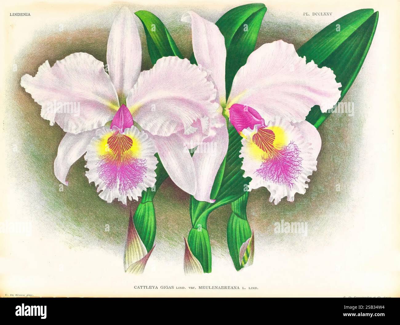 Lindenia, Gand [Belgique], Impr. F. Meyer-van Loo, 1885-1906, classification, guides, nomenclature, nomenclature populaire, Orchidaceae, orchidées, œuvres picturales, terminologie, Une composition magnifiquement illustrée mettant en vedette des orchidées délicates, mettant en valeur leurs structures de pétales complexes et leurs couleurs vibrantes. Les fleurs sont majoritairement blanches avec des accents roses doux et des marques jaunes frappantes au centre, contribuant à leur aspect exotique. Les feuilles vertes luxuriantes offrent une toile de fond luxuriante, mettant en valeur l'élégance des fleurs. Cette représentation botanique capte l'essenc Banque D'Images
