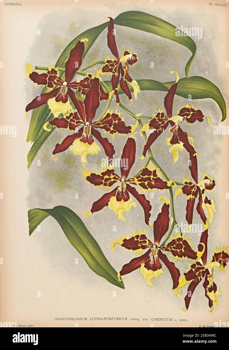 Lindenia, Gand [Belgique], Impr. F. Meyer-van Loo, 1885-1906, classification, guides, nomenclature, nomenclature populaire, Orchidaceae, orchidées, œuvres picturales, terminologie, Une représentation botanique magnifiquement illustrée de l'Odontolobium luteo-purpureum, mettant en valeur ses fleurs saisissantes et ses feuilles vertes luxuriantes. Le design complexe met en valeur les riches tons Bordeaux des pétales, accentués par des franges jaunes vibrantes. La composition capture la voûte gracieuse des tiges, soulignant l'élégance de cette variété d'orchidées unique. Les étiquettes dans une police raffinée identifient élégamment Banque D'Images