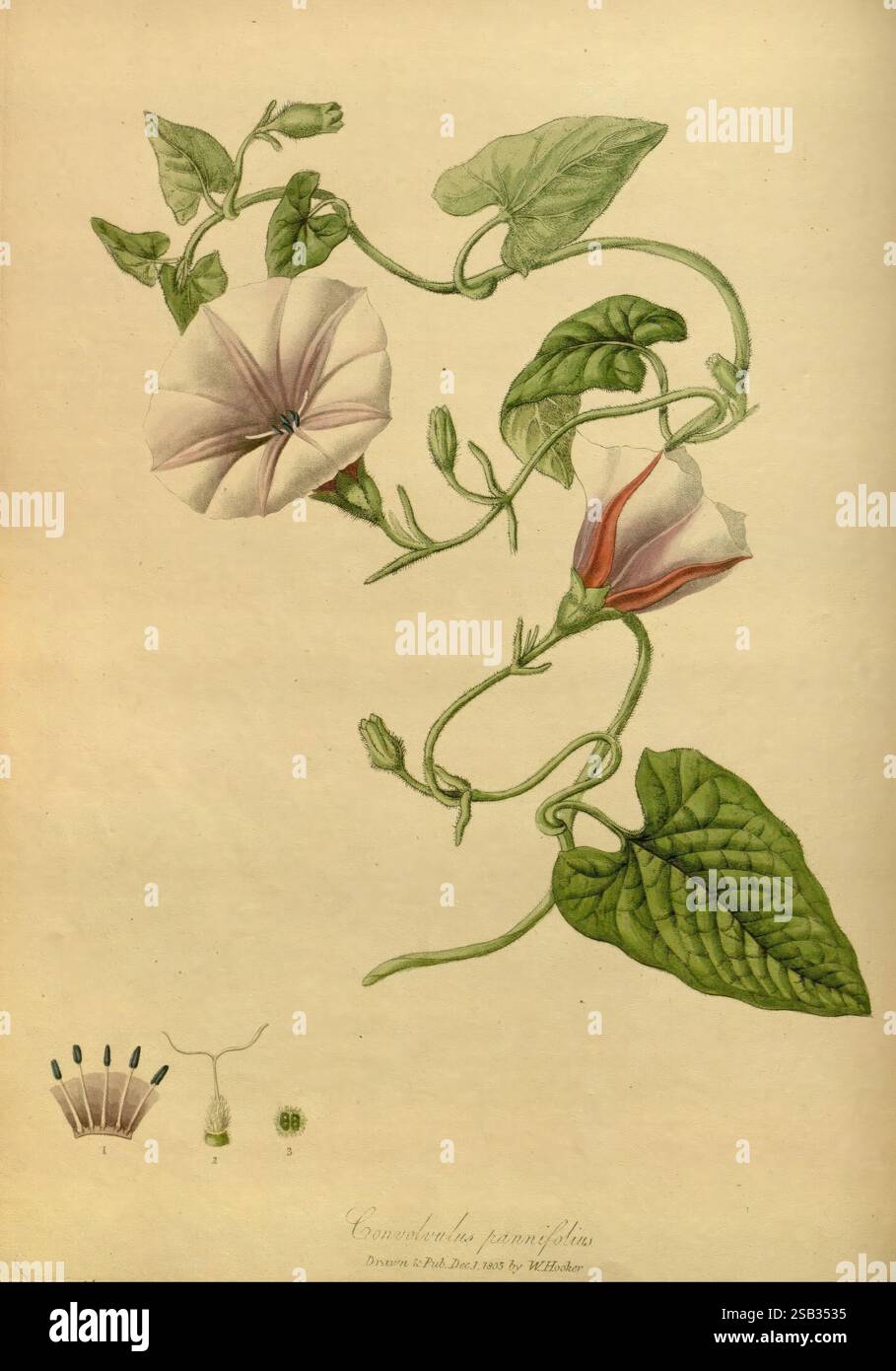 paradisus Londinensis, Londres, imprimé par D.N. Shury, et publié par William Hooker, 1805-1807, Angleterre, Londres, 19e siècle, couleur à la main, icones, 1805, gravure sur cuivre, plantes cultivées, Graphic Media, une illustration du Convolvulus pancrationis, avec des vignes délicates et entrelacées ornées de fleurs à différents stades de floraison. Les fleurs présentent des teintes pastel, l'une entièrement ouverte, mettant en valeur ses pétales en forme d'étoile, tandis qu'une autre reste dans un bourgeon serré. Des feuilles vertes luxuriantes avec une venation distincte offrent un beau contraste avec les fleurs. Sous l'usine, un diagramme étiqueté d Banque D'Images