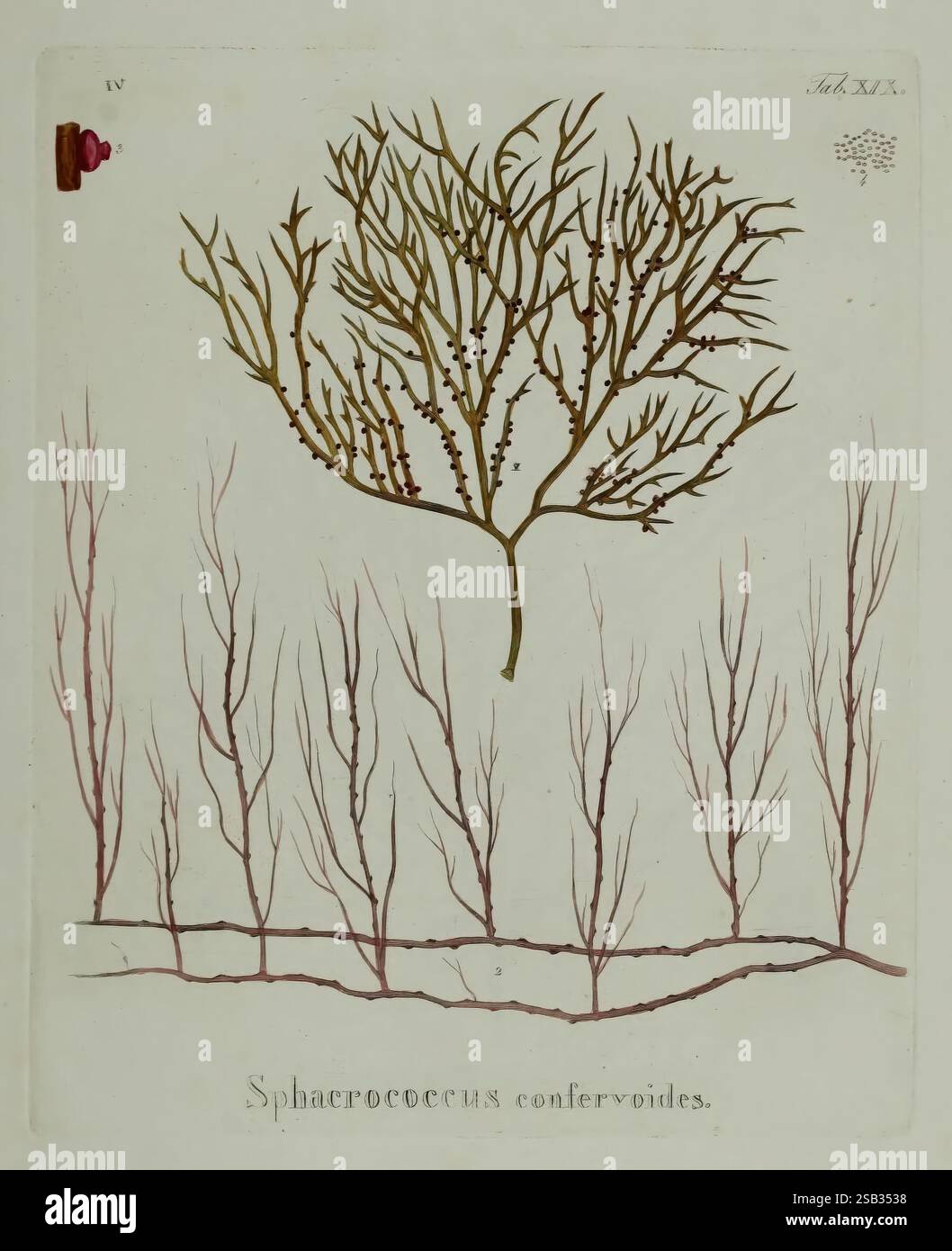Hydrophytologiae Regni Neapolitani icones Neapoli ex Typographia Cataneo et Fernandes 1829 algues Royaume de Naples œuvres picturales Cryptogamia Gracilariopsis longissima, l'illustration présente une représentation détaillée d'une plante marine connue sous le nom de Sphacelococus confervoides. La section supérieure présente une structure ramifiée ressemblant à un arbre, caractérisée par des branches délicates et minces qui se propagent vers l'extérieur. Ci-dessous, des représentations supplémentaires de la forme de la plante montrent des branches allongées et minces caractérisées par un modèle de croissance plus linéaire. L'utilisation de lignes subtiles met en évidence les détails complexes du pla Banque D'Images