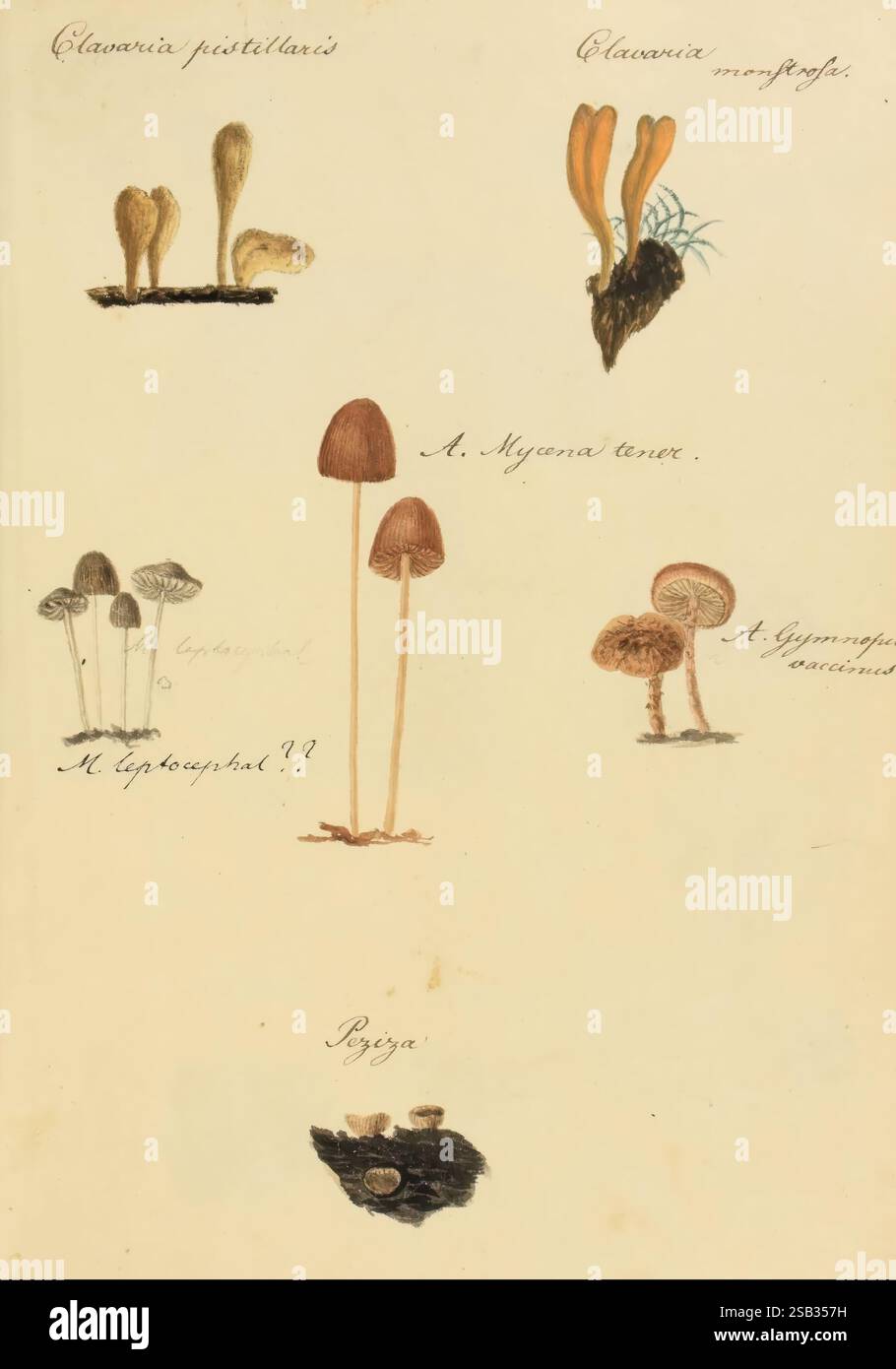 Icones fungorum Niskiensium, [avant 1805], champignons, Allemagne, identification, Niesky, botanique, champignons, Lewis David de Schweinitz, Une illustration détaillée présentant diverses espèces de champignons, chacune étiquetée avec leurs noms scientifiques. La composition comprend des champignons minces et délicats avec des formes et des tailles de chapeau variables. En haut au centre, une paire d'espèces de Clavaria présente des formes verticales et ramifiées, tandis que Clavaria morphopa se dresse sur le côté avec une structure distinctive. Plusieurs autres champignons aux chapeaux arrondis et aux tiges minces, y compris A. Mycena tener et A. Gymnopilus carniensis, occupent t Banque D'Images