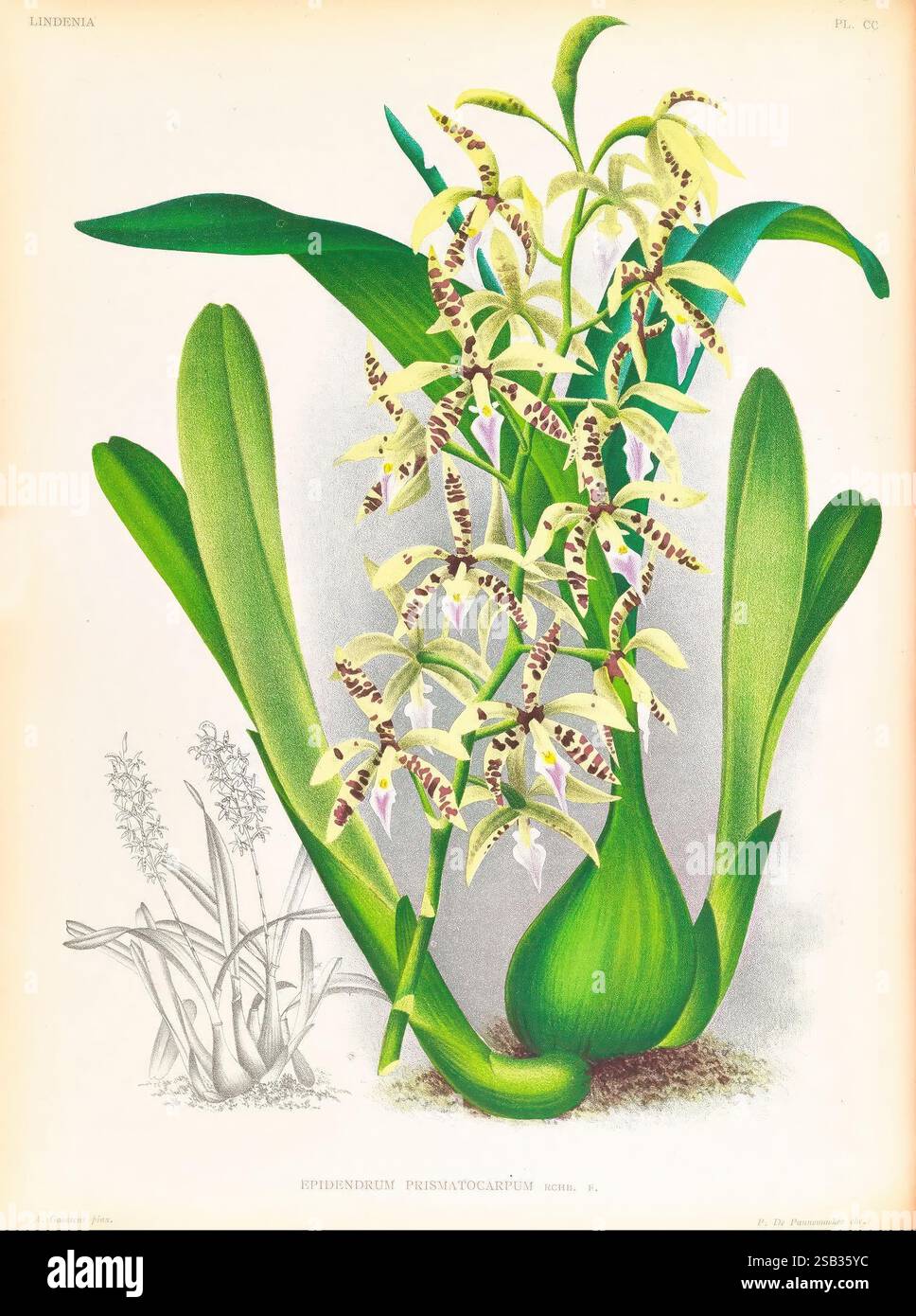 Lindenia, Gand [Belgique], Impr. F. Meyer-van Loo, 1885-1906, classification, guides, nomenclature, nomenclature populaire, Orchidaceae, orchidées, œuvres picturales, terminologie, illustration botanique du *Epidendrum prismatocarpum*, met en valeur la beauté de cette espèce d’orchidée. Le dessin présente un groupe de délicates fleurs jaunes et blanches, chacune ornée de motifs sombres complexes. Les larges feuilles vertes de la plante arquent élégamment la fleur centrale, offrant un décor luxuriant. À gauche, un croquis de la plante sous une forme plus simplifiée souligne son det structurel Banque D'Images