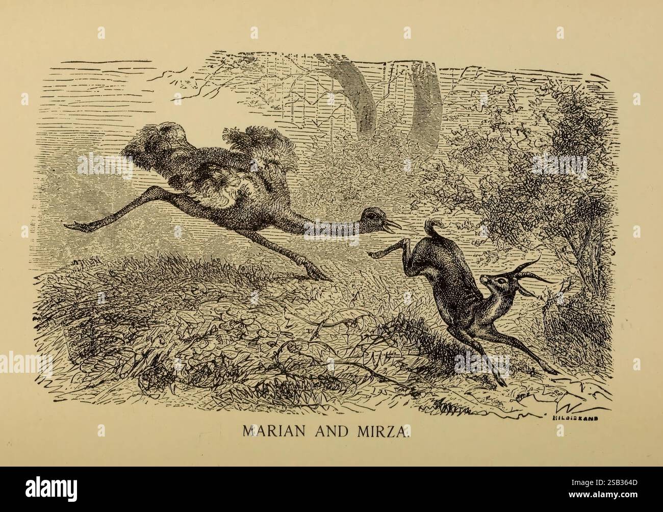 L'histoire de mes amis, Chicago, A. Flanagan [c1897], comportement animal, la scène dépeint une interaction dynamique entre deux animaux distincts dans un cadre naturel. Sur la gauche, une autruche est capturée à mi-foulée, montrant ses longues pattes et ses plumes proéminentes, soulignant son mouvement gracieux mais rapide. A droite, un cerf bondit gracieusement, son corps arqué et ses jambes étendues, suggérant un moment d’agilité et de vigilance. Le milieu environnant présente un feuillage dense et des arbres, contribuant à la sensation de nature sauvage et à l'interaction entre ces deux espèces. La composition globale Banque D'Images
