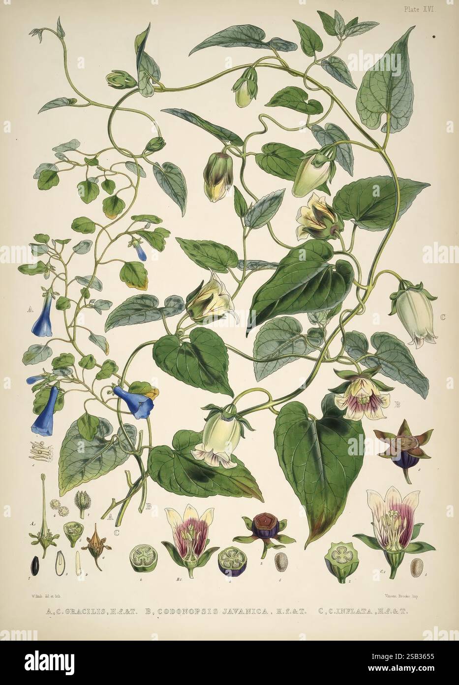 Illustrations de plantes de l'Himalaya London L. Reeve 1855 plantes des ...