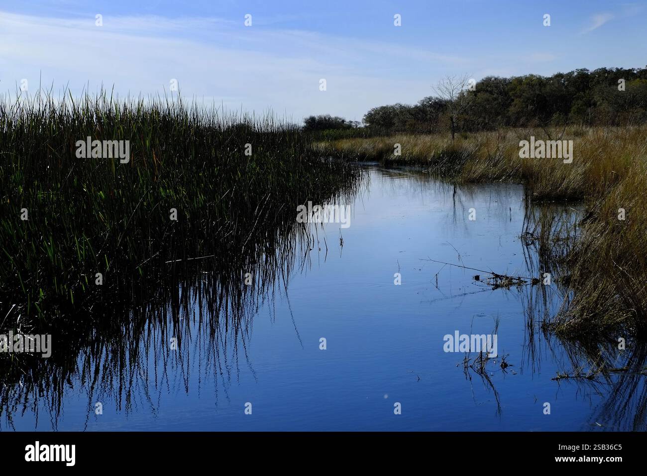 La côte non développée du lac Kissimmee dans le lac de Galles, Floride aux États-Unis. Banque D'Images