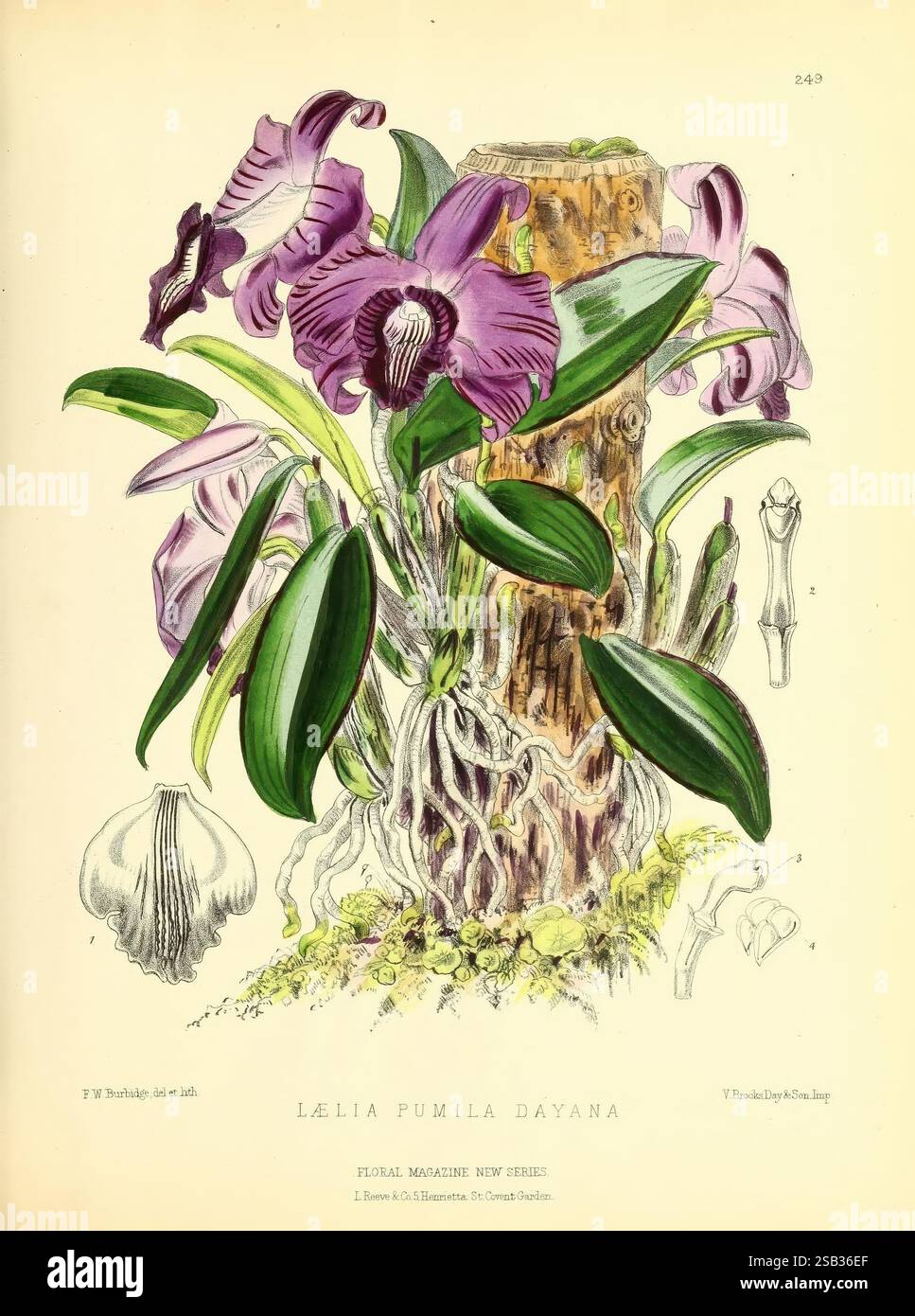 Le magazine floral, Londres, L. Reeve & Co, jardinage fleuri, fleurs, périodiques, œuvres picturales, plante, fleur, cette illustration présente une représentation vibrante de l'orchidée Lælia pumila dayana, mettant en valeur sa structure florale complexe. L'orchidée est bien visible avec ses riches pétales violets et blancs disposés symétriquement, attirant l'attention sur les détails délicats de sa floraison. Autour de la fleur sont allongées, des feuilles vertes qui soulignent la luxuriante de la plante. Le fond comprend une représentation de son habitat naturel, avec des notes de bois et de textures organiques qui em Banque D'Images