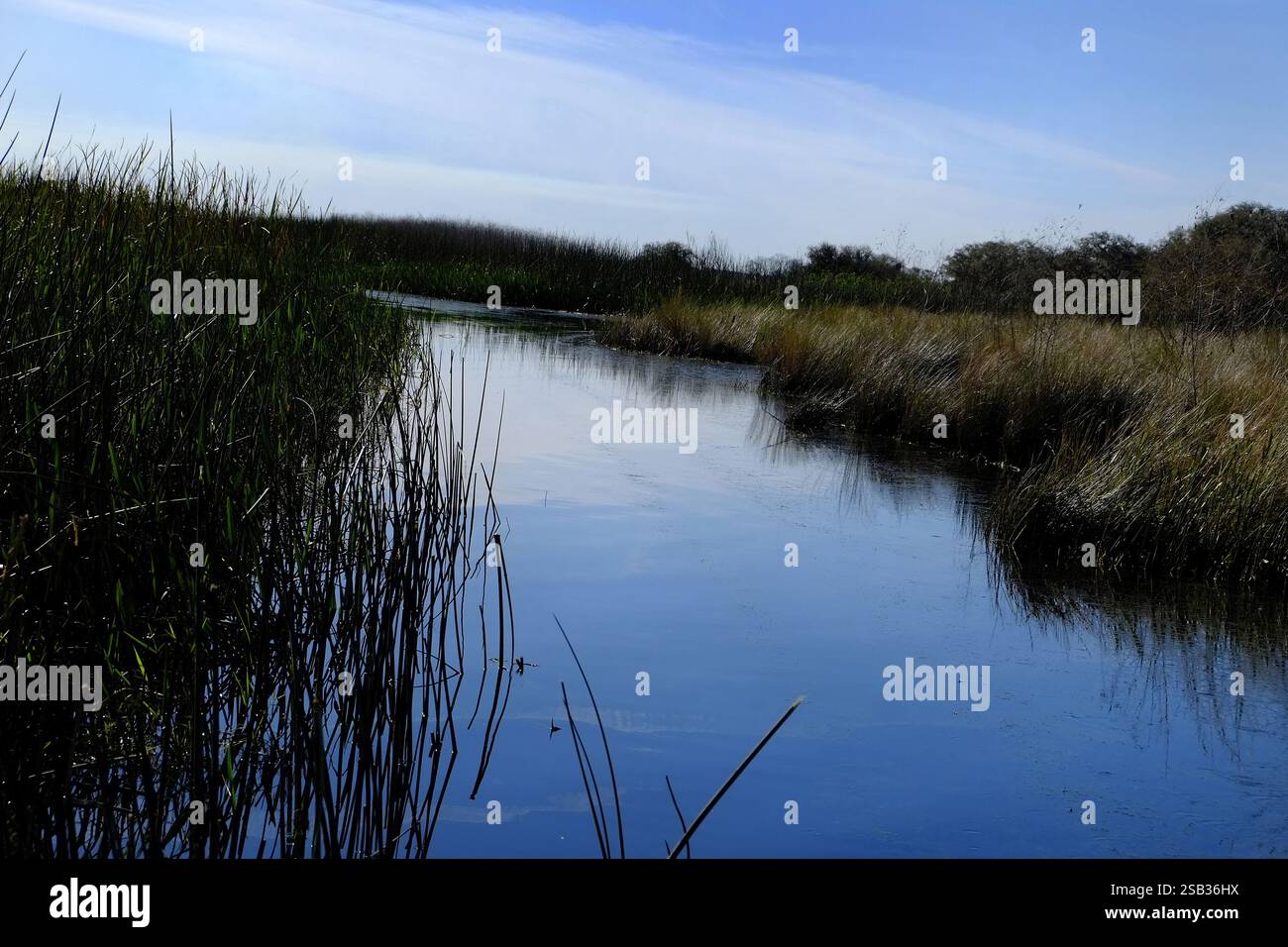 La côte non développée du lac Kissimmee dans le lac de Galles, Floride aux États-Unis. Banque D'Images
