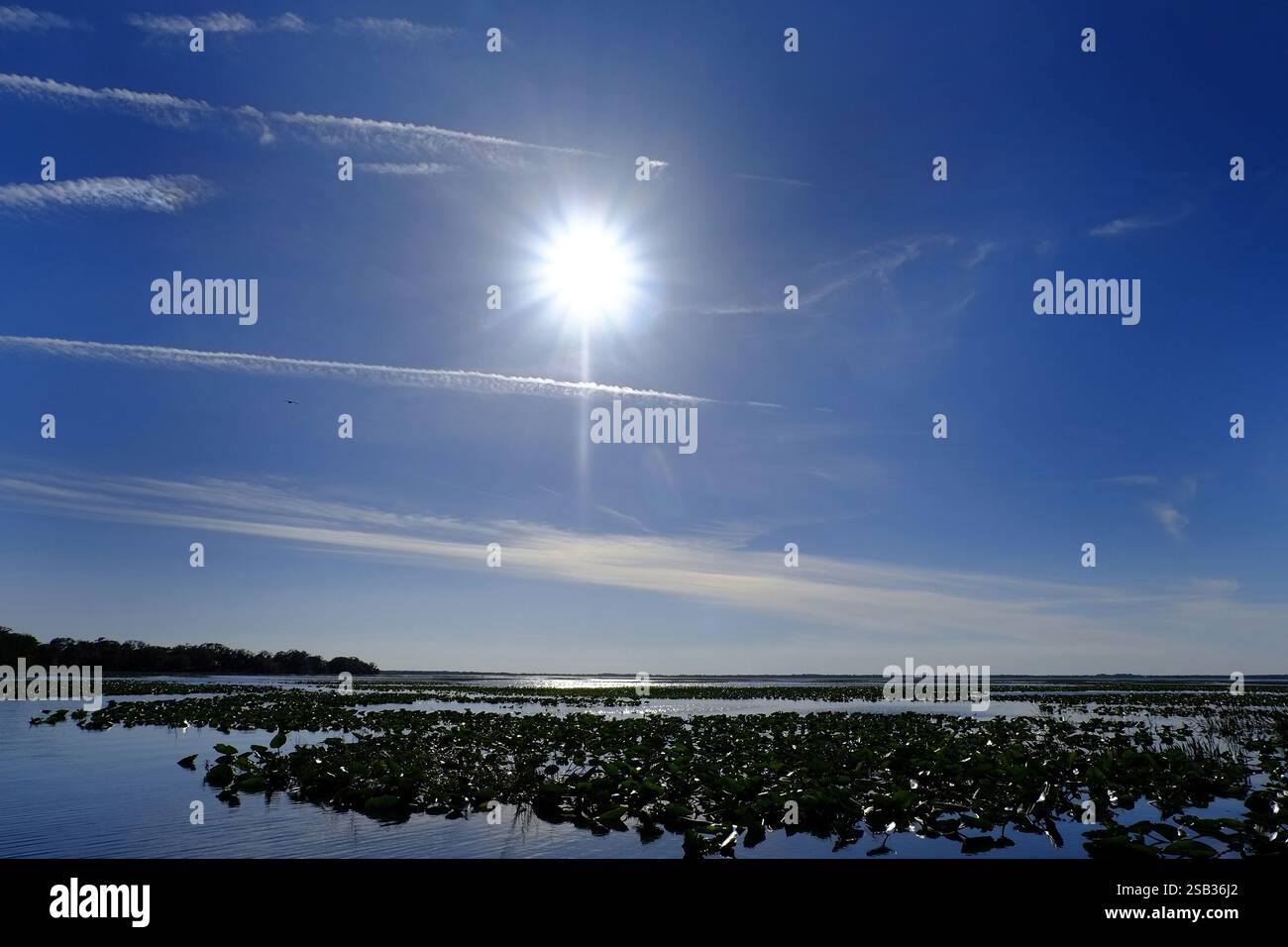 La côte non développée du lac Kissimmee dans le lac de Galles, Floride aux États-Unis. Banque D'Images