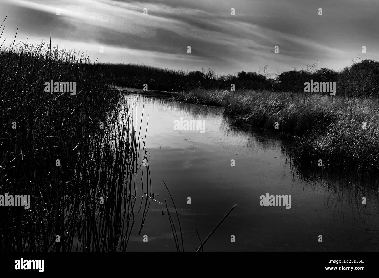 La côte non développée du lac Kissimmee dans le lac de Galles, Floride aux États-Unis. Banque D'Images