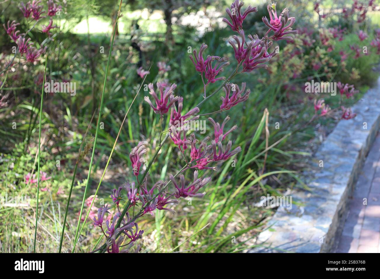 plante élancée haute avec de nombreux bourgeons se préparant à éclater le long d'un sentier de marche pavé (randonnée) (sentier, sentier) Banque D'Images