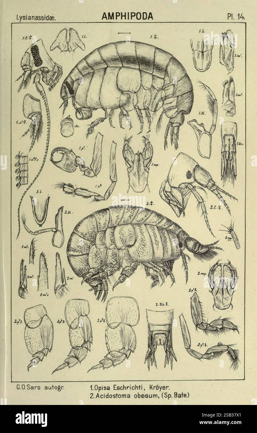 Un récit des crustacés de Norvège Amphipodes plaques Christiania, A ...