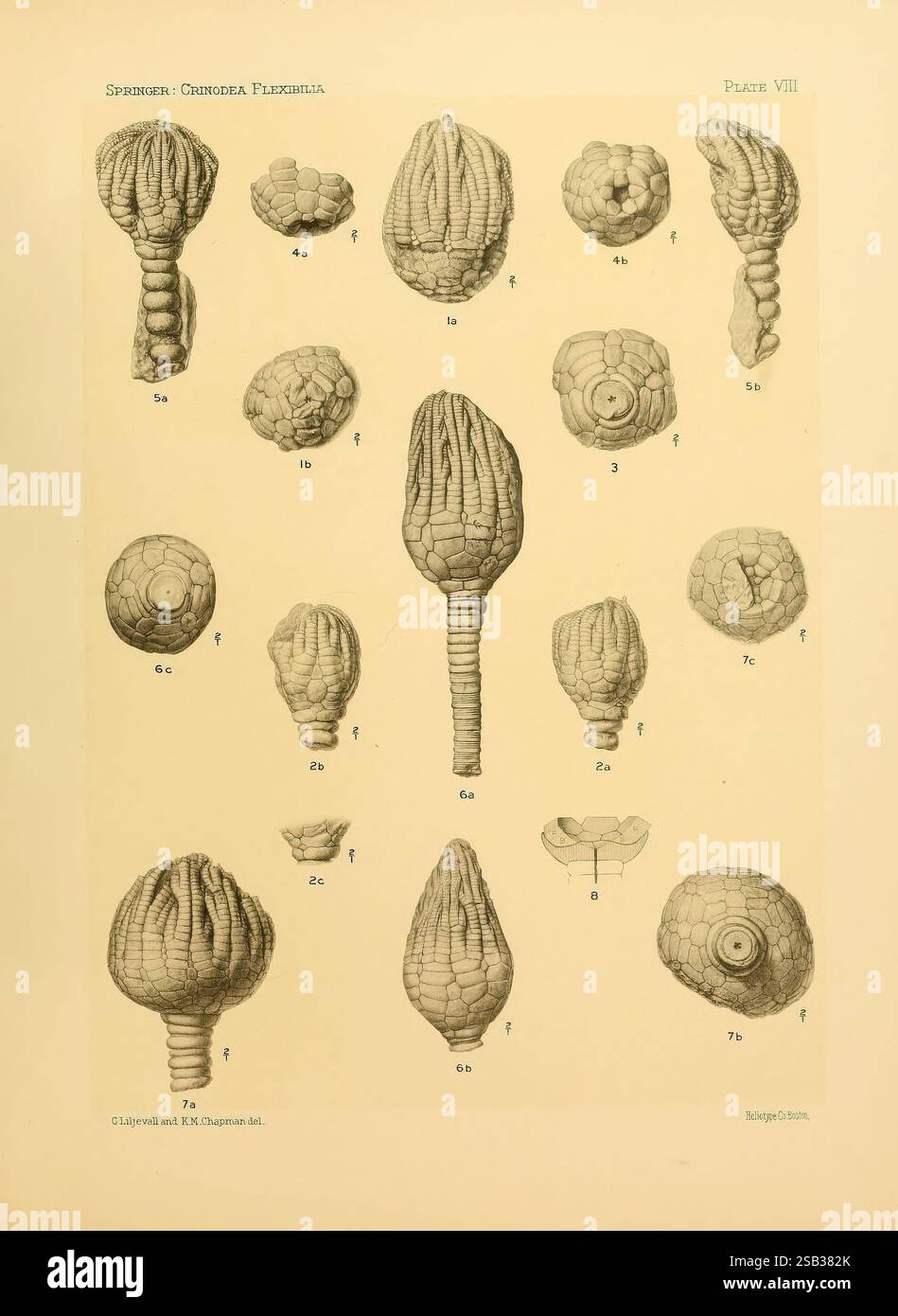 Le Crinoidea flexibilia, Washington D. C, 1920, crinoïde fossile, l'illustration présente une série de structures biologiques complexes, mettant en valeur diverses formes d'organismes marins, peut-être des éponges ou des espèces apparentées. Chaque spécimen est représenté avec des détails méticuleux, mettant en évidence des textures et des formes uniques qui vont de bulbeux et arrondis à allongés et tubulaires. Il y a plusieurs figures étiquetées, indiquant une approche systématique pour catégoriser ces organismes, y compris les différents stades de croissance et les caractéristiques anatomiques. Cette représentation souligne la diversité et la complexité de marin Banque D'Images
