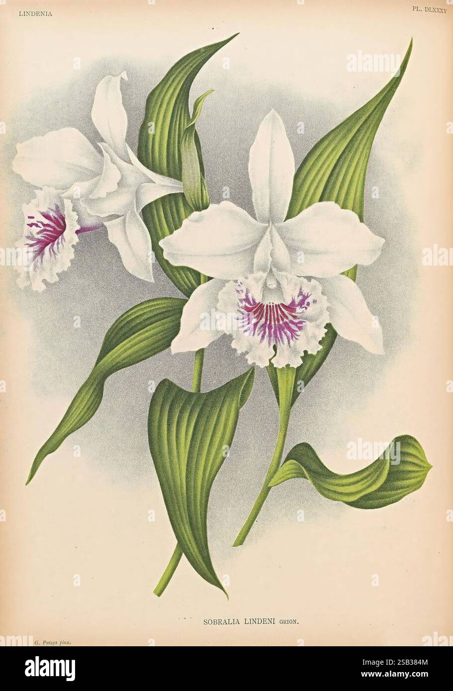 Lindenia, Gand [Belgique], Impr. F. Meyer-van Loo, 1885-1906, classification, guides, nomenclature, nomenclature, populaire, Orchidaceae, orchidées, œuvres picturales, terminologie, l'image présente une paire d'orchidées magnifiquement illustrées, mettant en valeur de délicats pétales blancs avec un motif central frappant de marques violettes et roses. Les fleurs sont complétées par des feuilles vertes allongées qui se courbent gracieusement, ajoutant à l'élégance globale de la composition. Chaque fleur présente des détails complexes, mettant en évidence les textures et les variations subtiles de couleur, tandis que le riche feuillage pr Banque D'Images