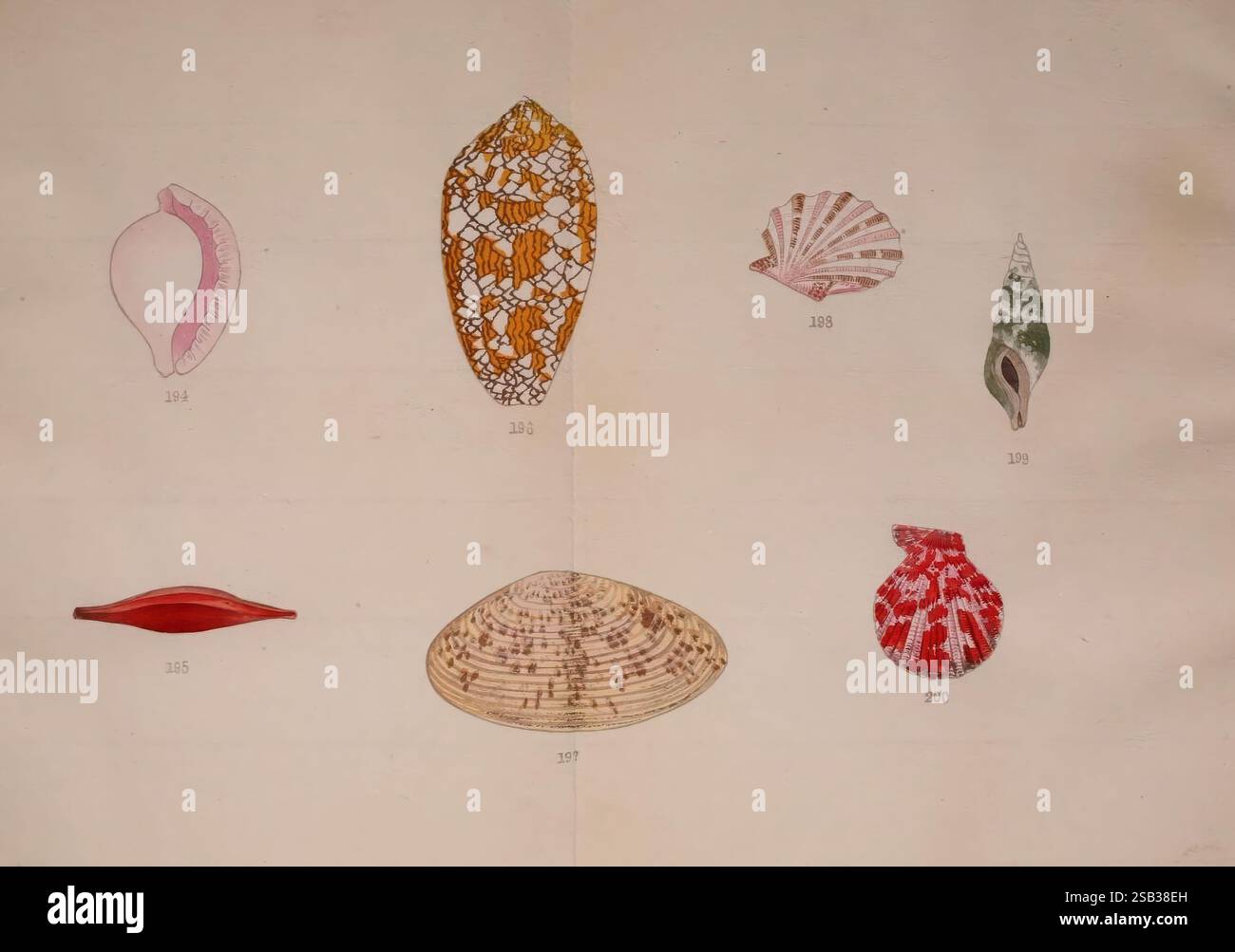 Kaisenshu Kyoto Yamada Naozoburo 1914-1915 catalogues collections Japon mollusques œuvres picturales coquilles ovula Tilis ovula Angulosa ovula Costellata bouche rose ovula bouche rose Edegg Cowrie クチムラサキウミウサギ Kuchimura Sakiumiusagi escargot de mer Ovulids Cowry Allies false cowries ovula birostris Phenacovolva Rosy Spindle cowry Phenacovolva Roston Roston Spinomva Rosea Spinomy Spinone ホクロガイ Spiromaty タガヤサンミナシ Tortox Shinomatone Spiromatone Yoichirō Spiromiculus Shinone tores tori Shinottoma Shinominomicula Shinone Banque D'Images